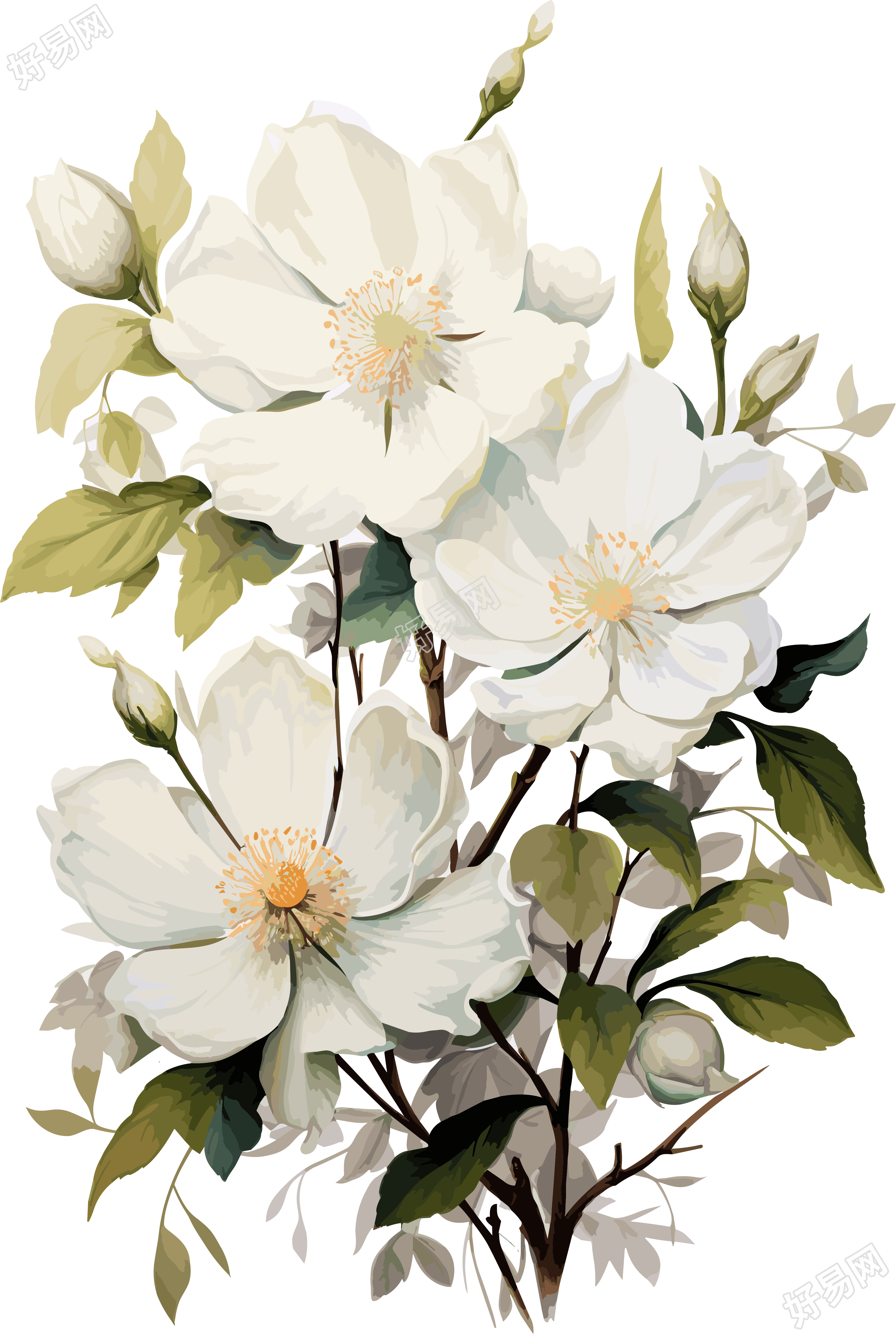 白色水彩画风格的白花插画