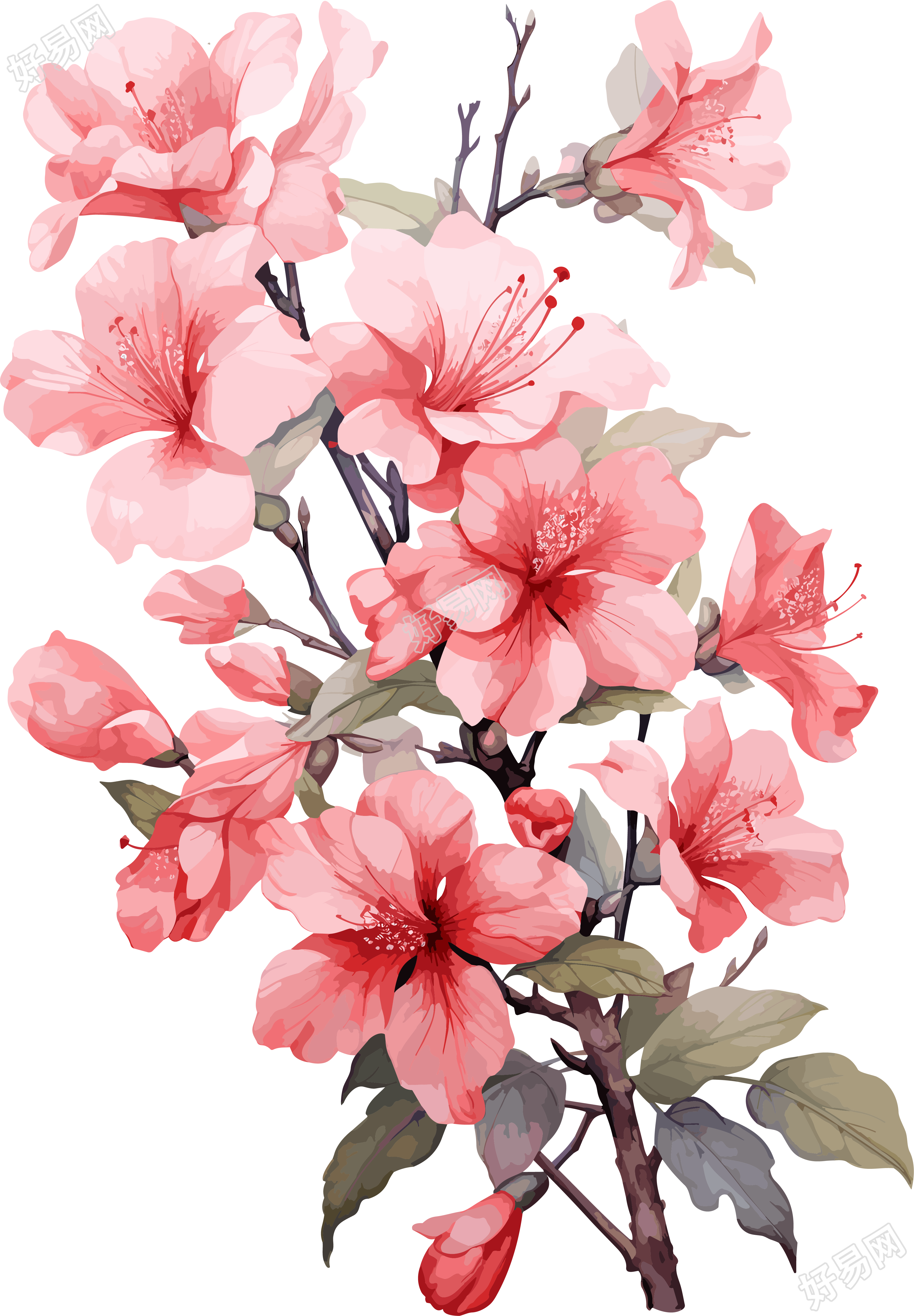 透明背景高清水彩花卉插画素材