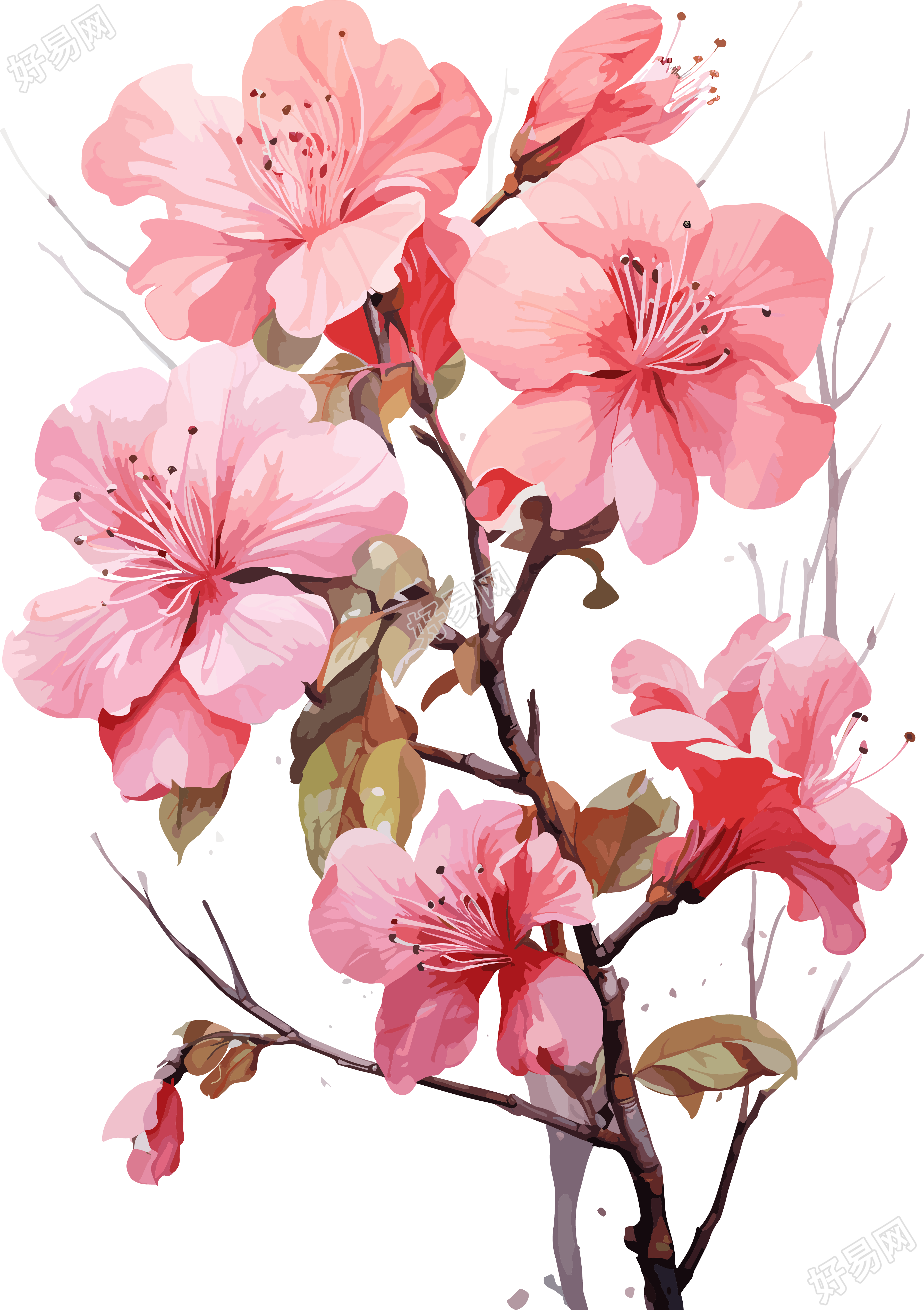 粉色花朵水彩画风格素材