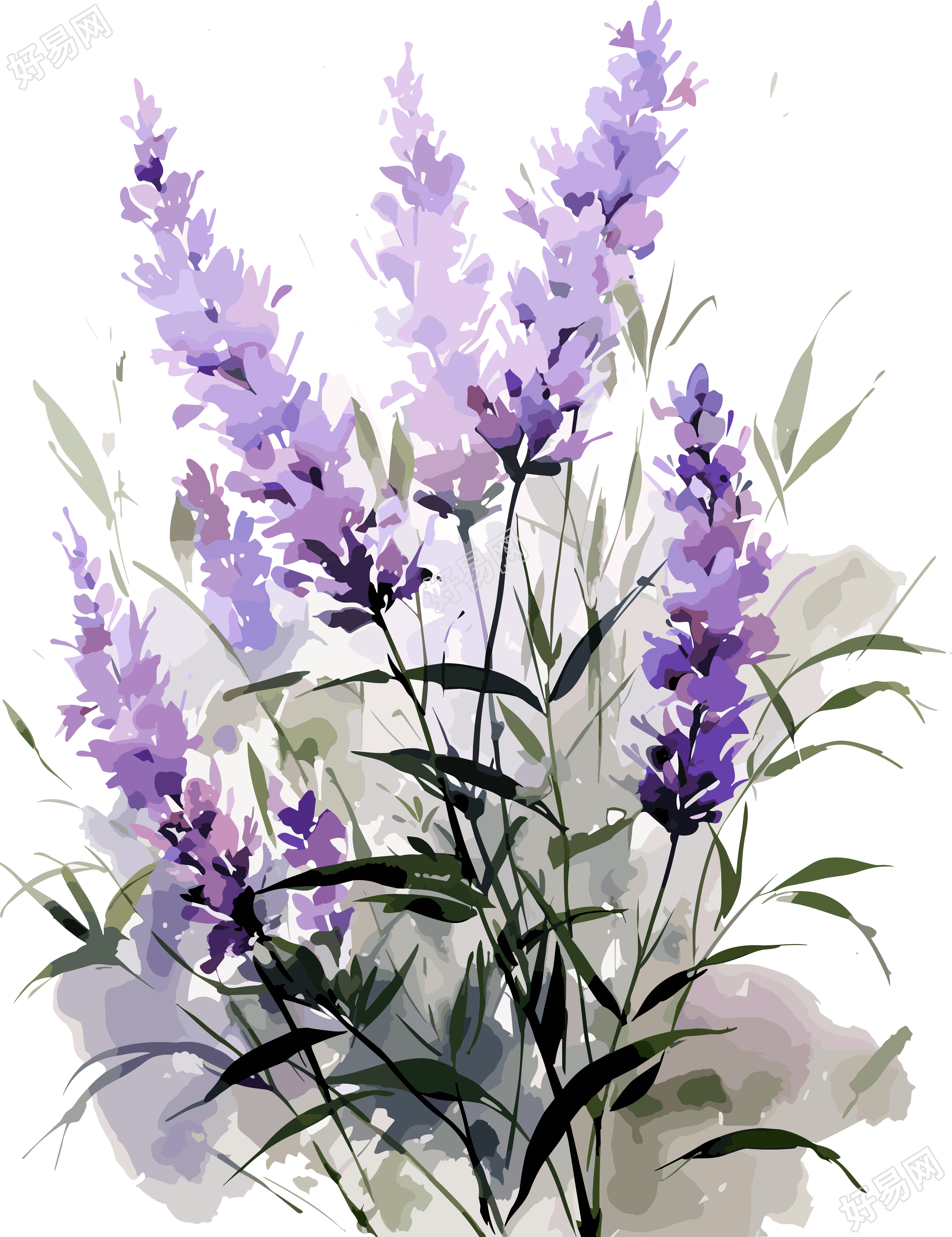 高清花卉薰衣草插画设计