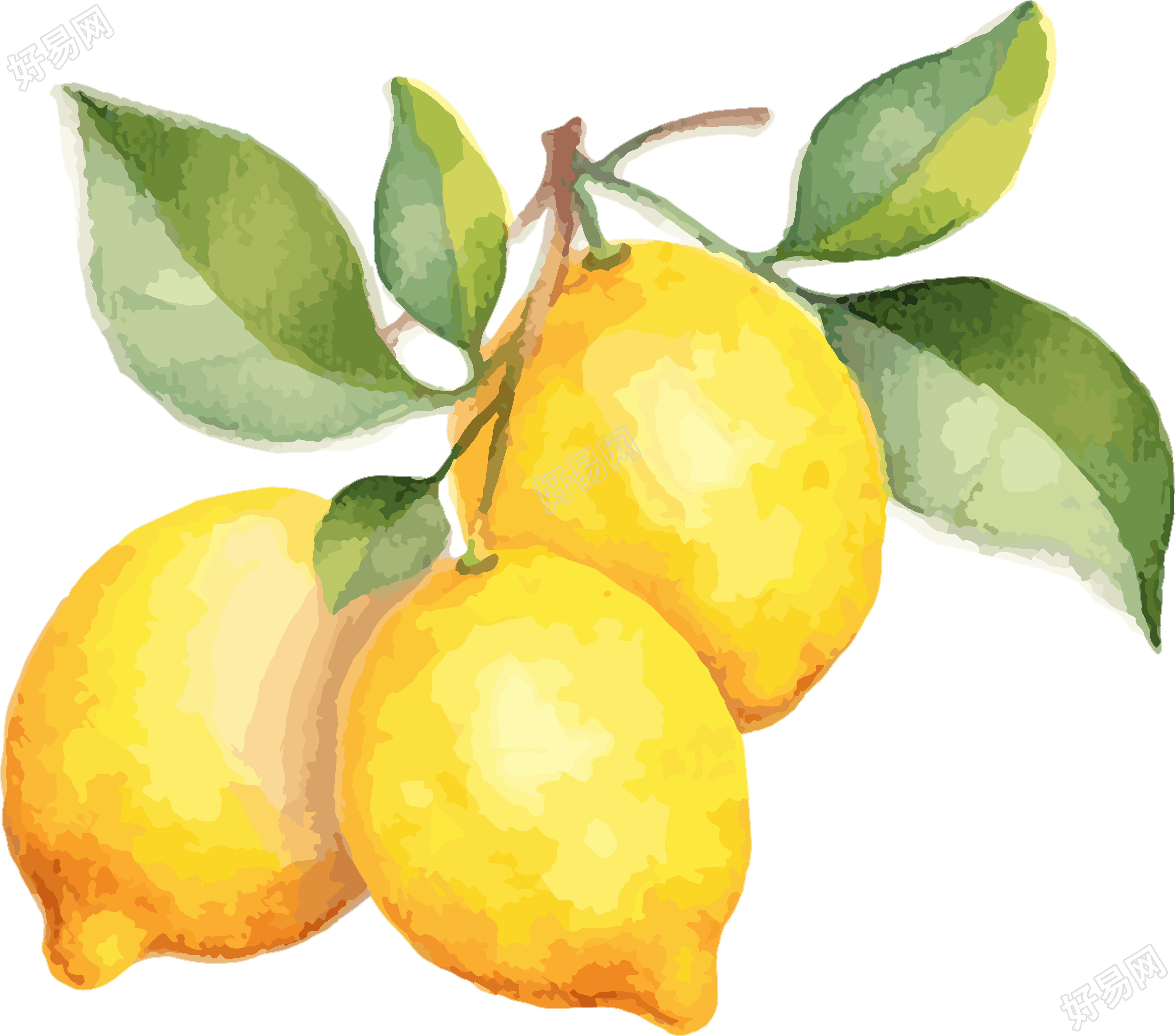 黄色柠檬水彩插画素材