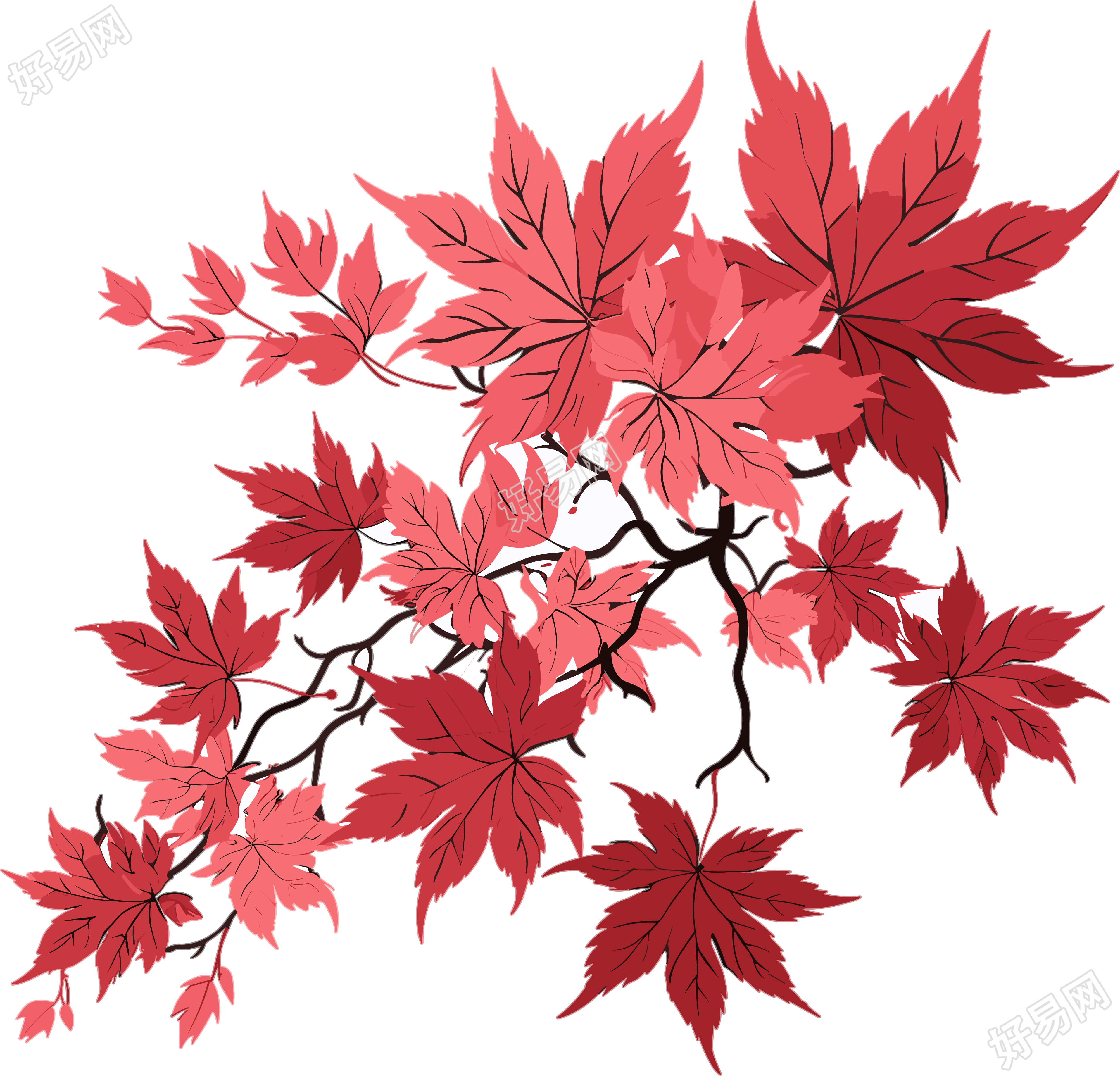 秋之美景红枫叶插画