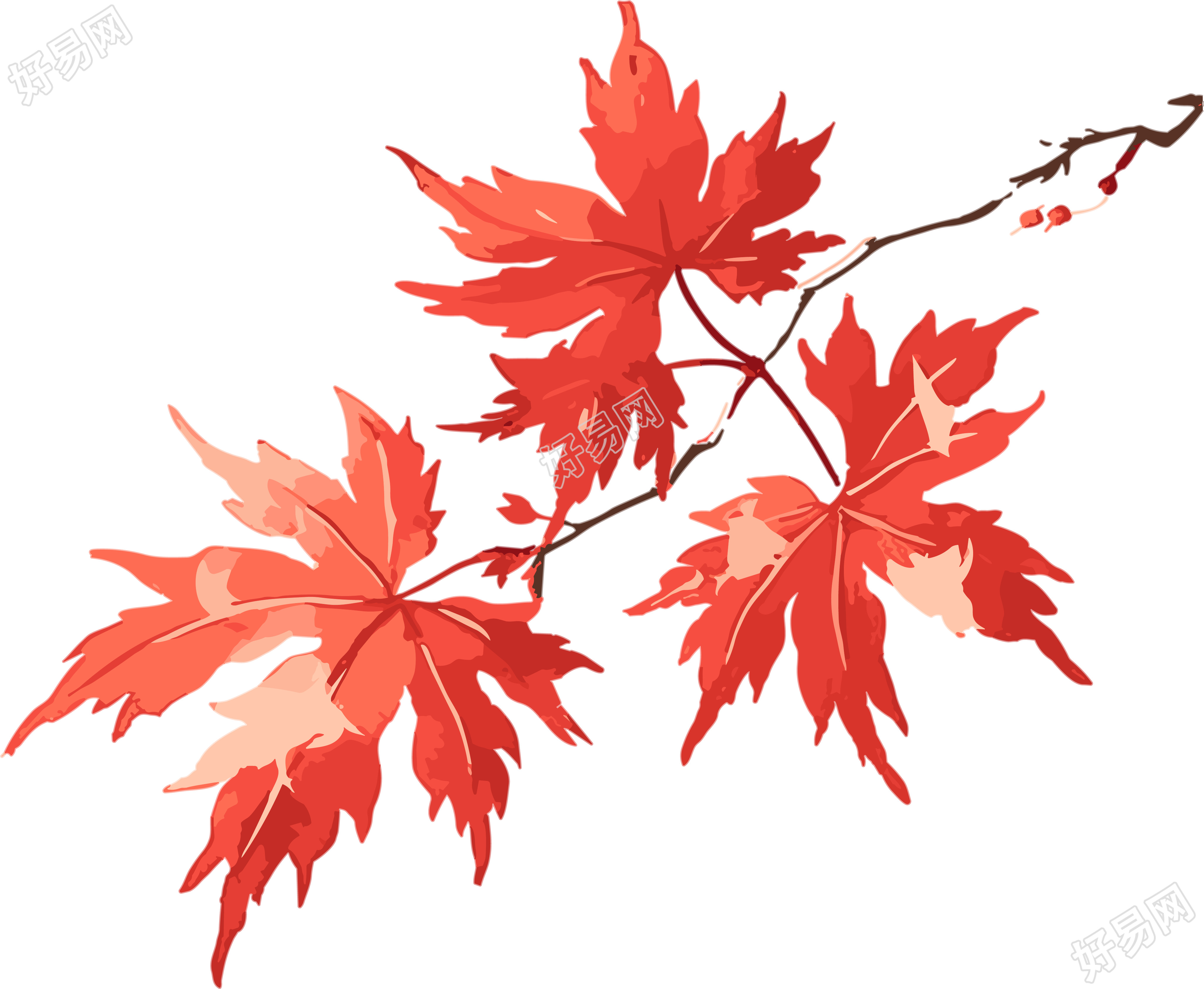 秋天红枫叶插画素材