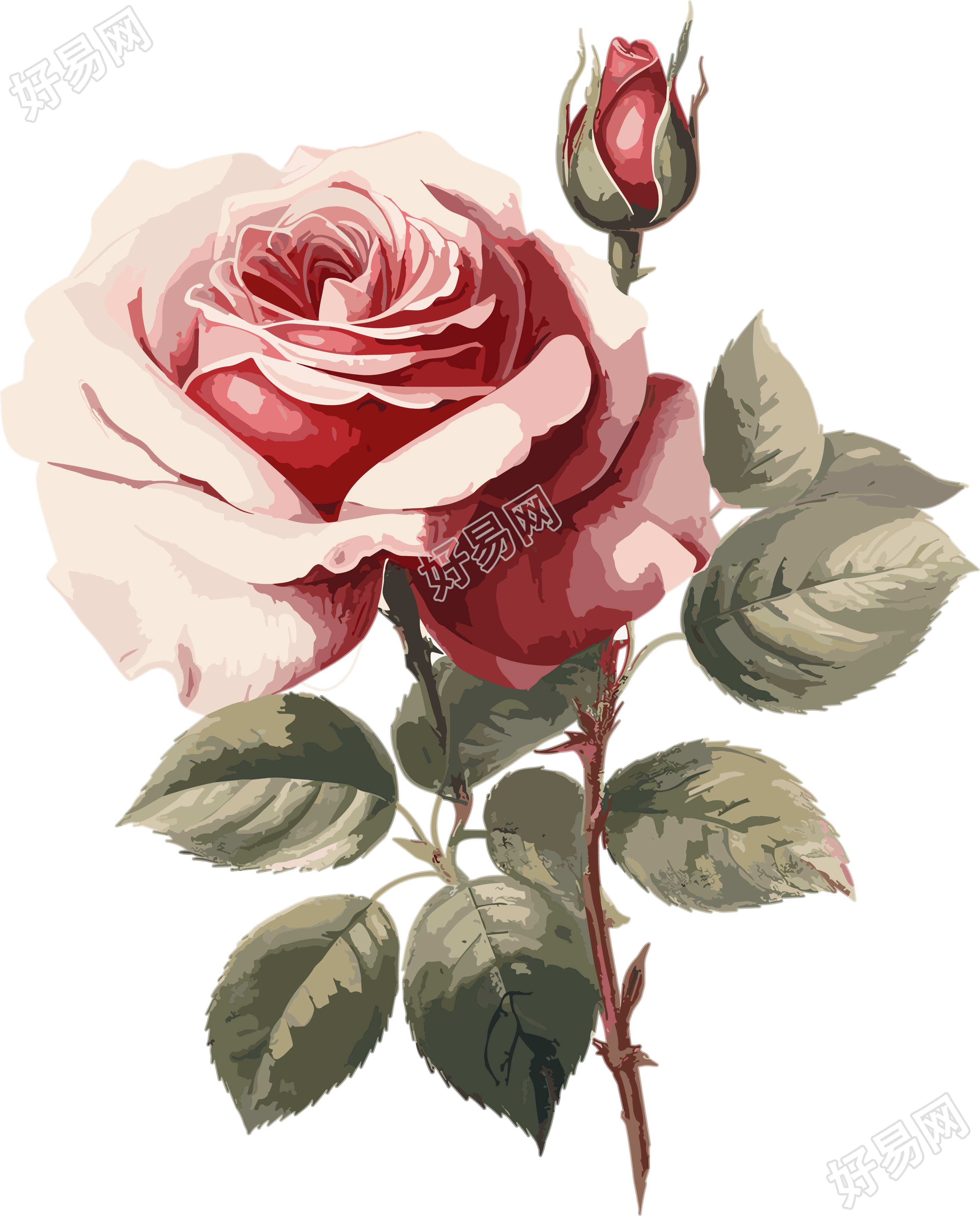 唯美玫瑰美丽花卉插画