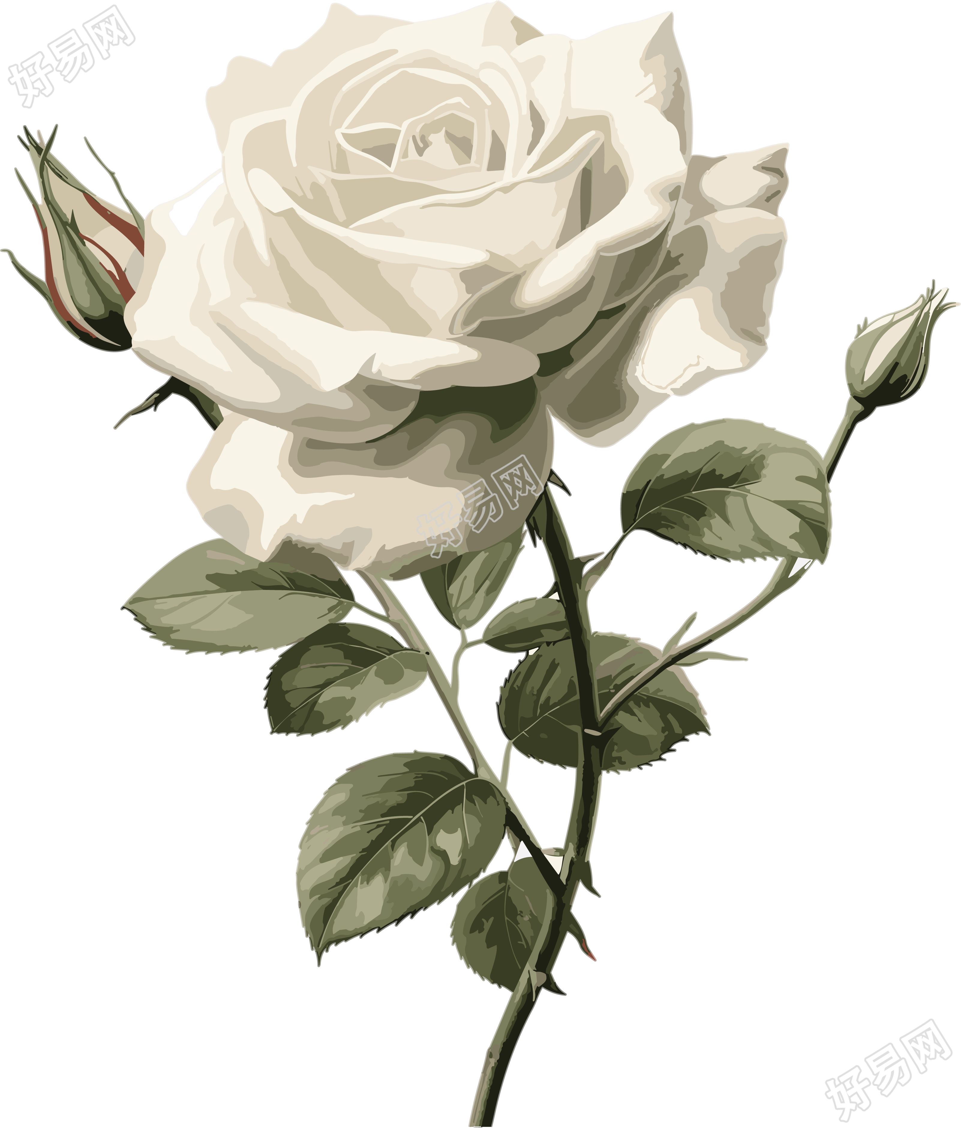 高清插画素材白玫瑰插图