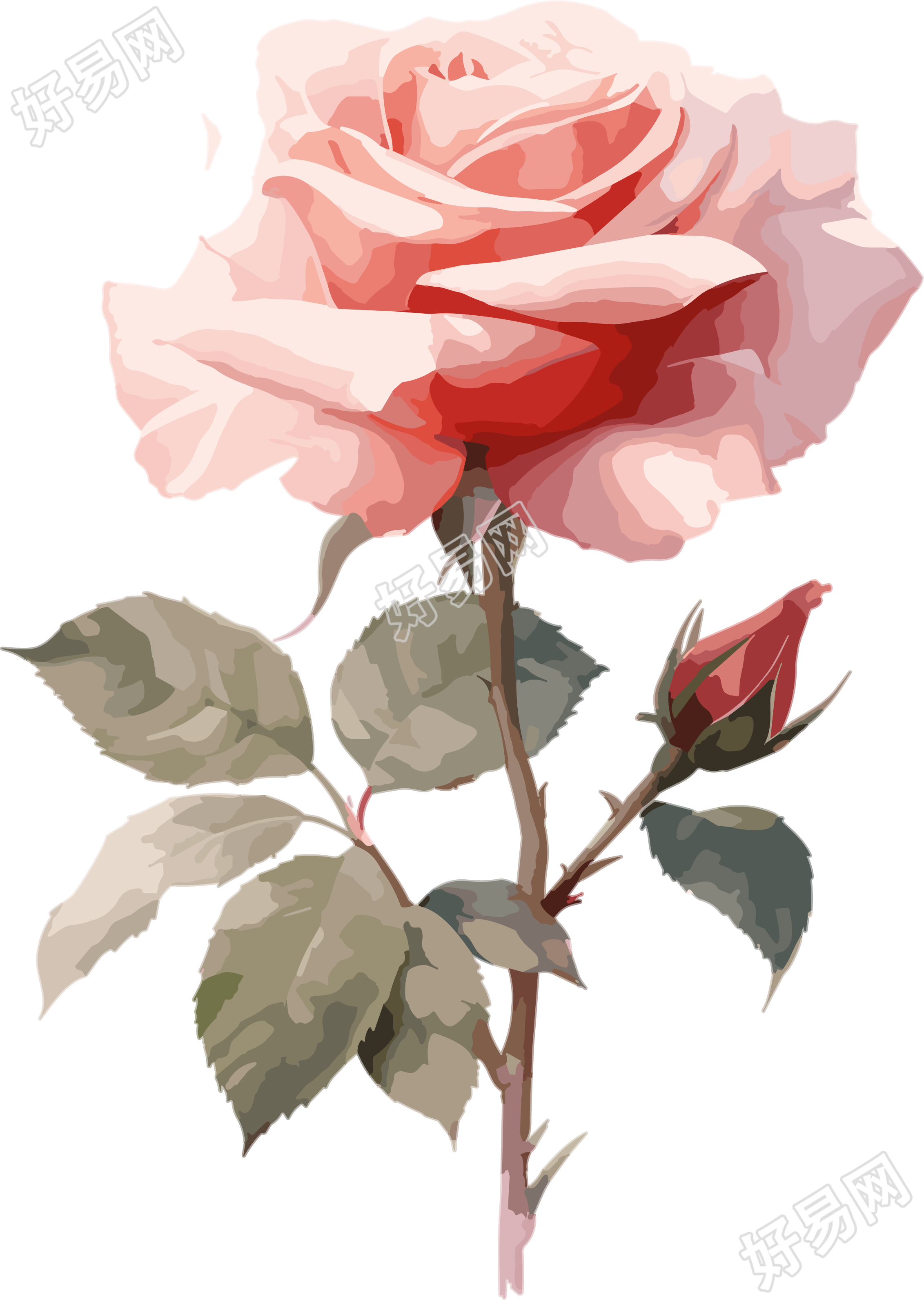 白底插画粉色玫瑰花素材