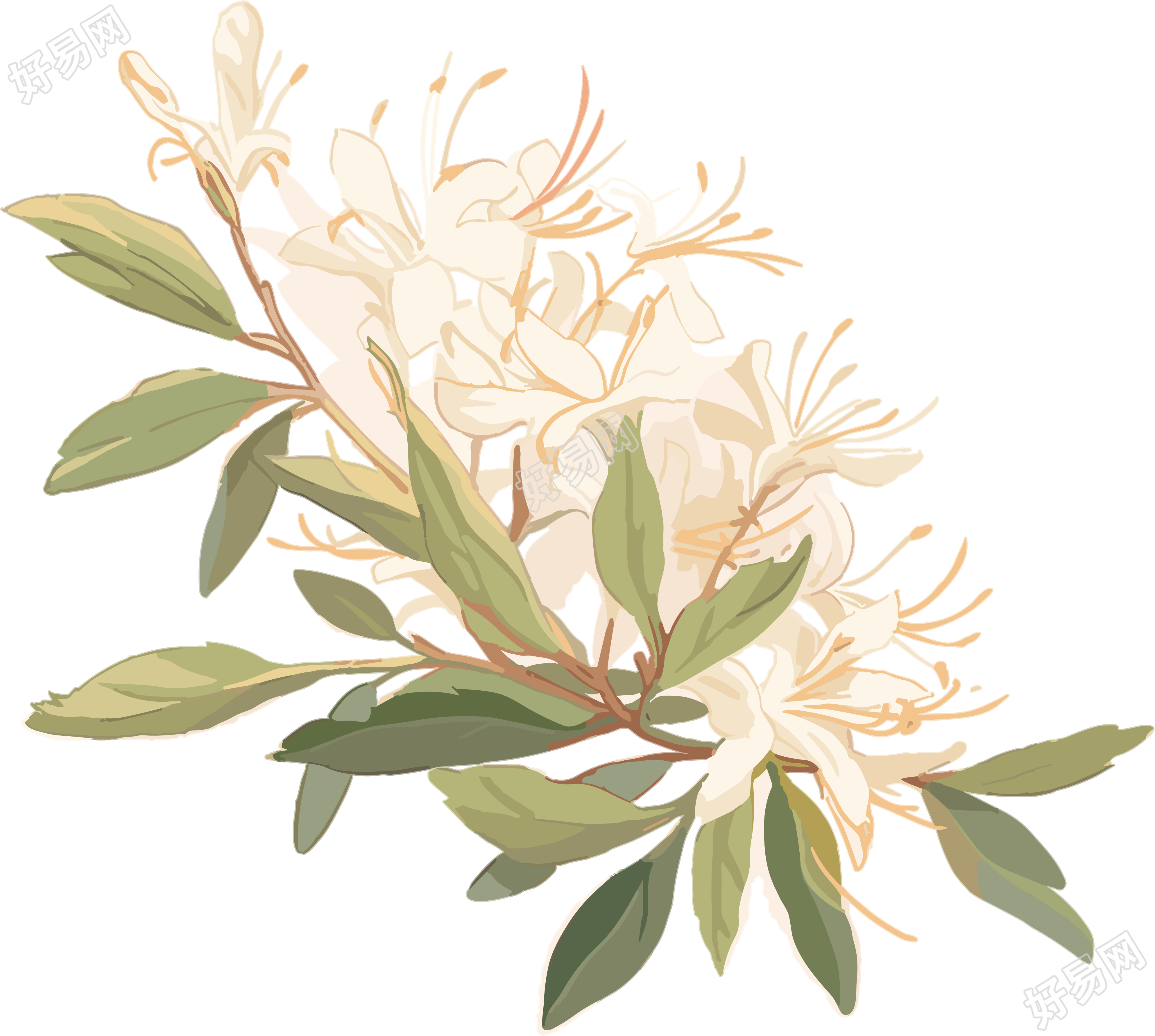 极简主义花朵高清插画设计元素PNG素材