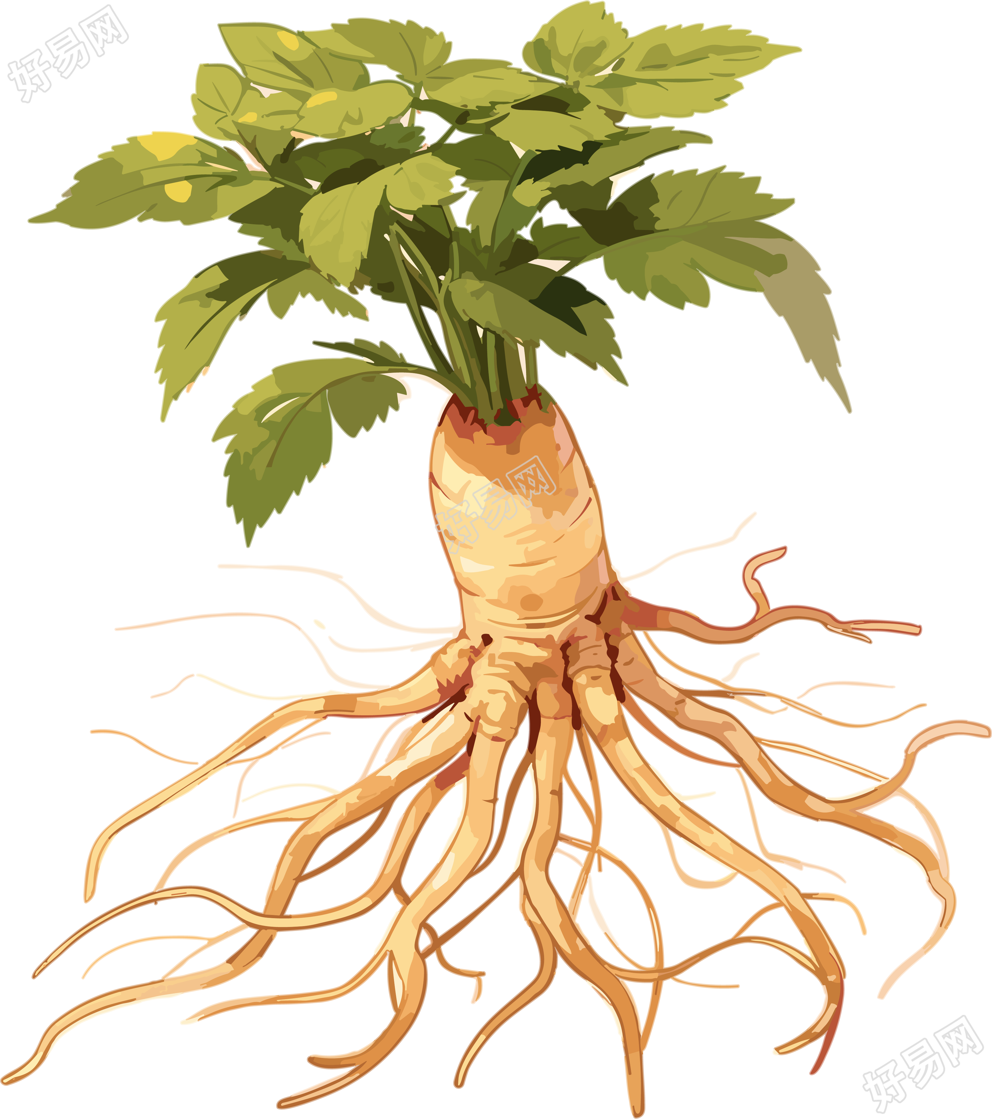 中国风金色插画药材人参中草药元素