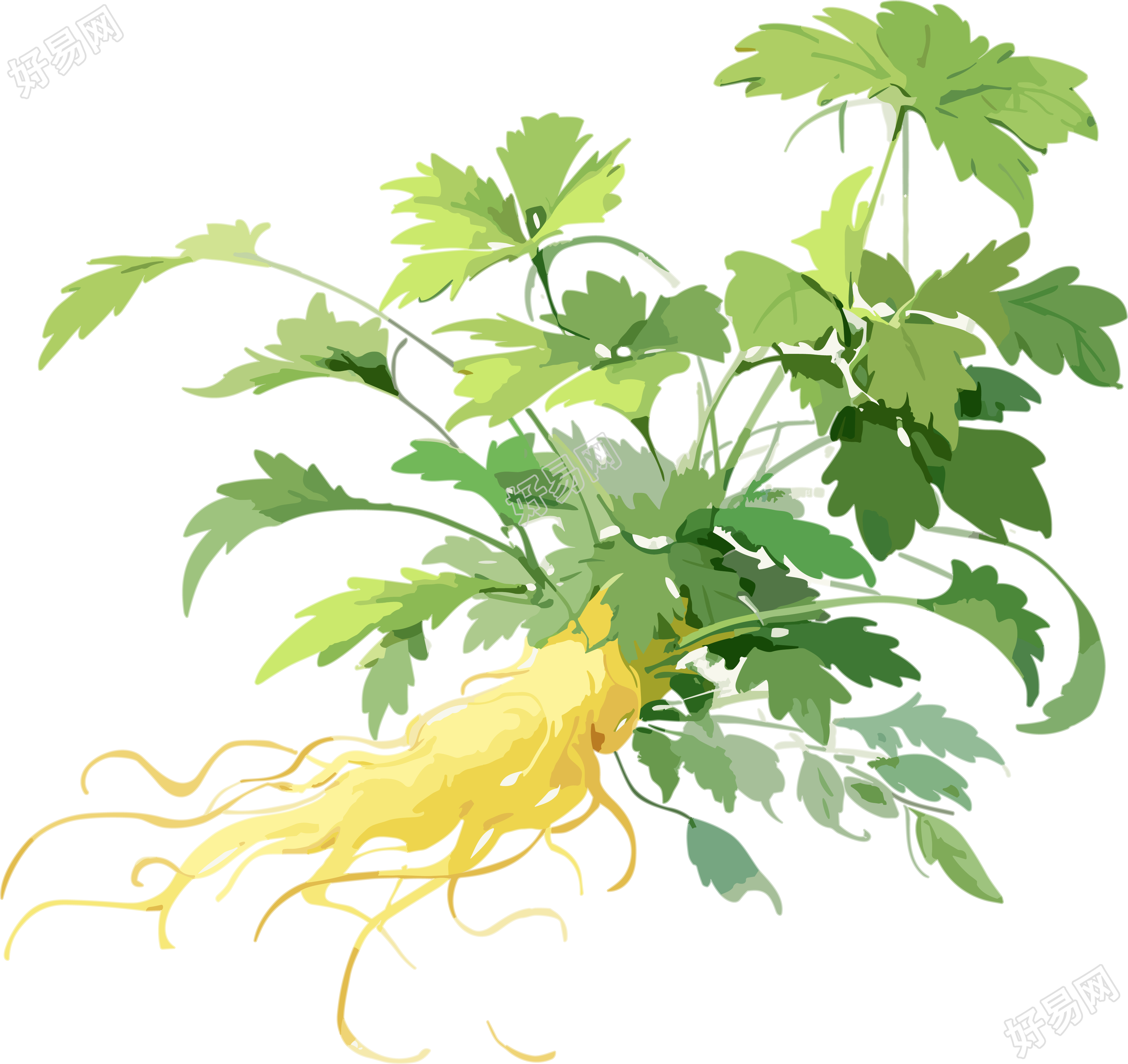 白褐色中草药元素绘画