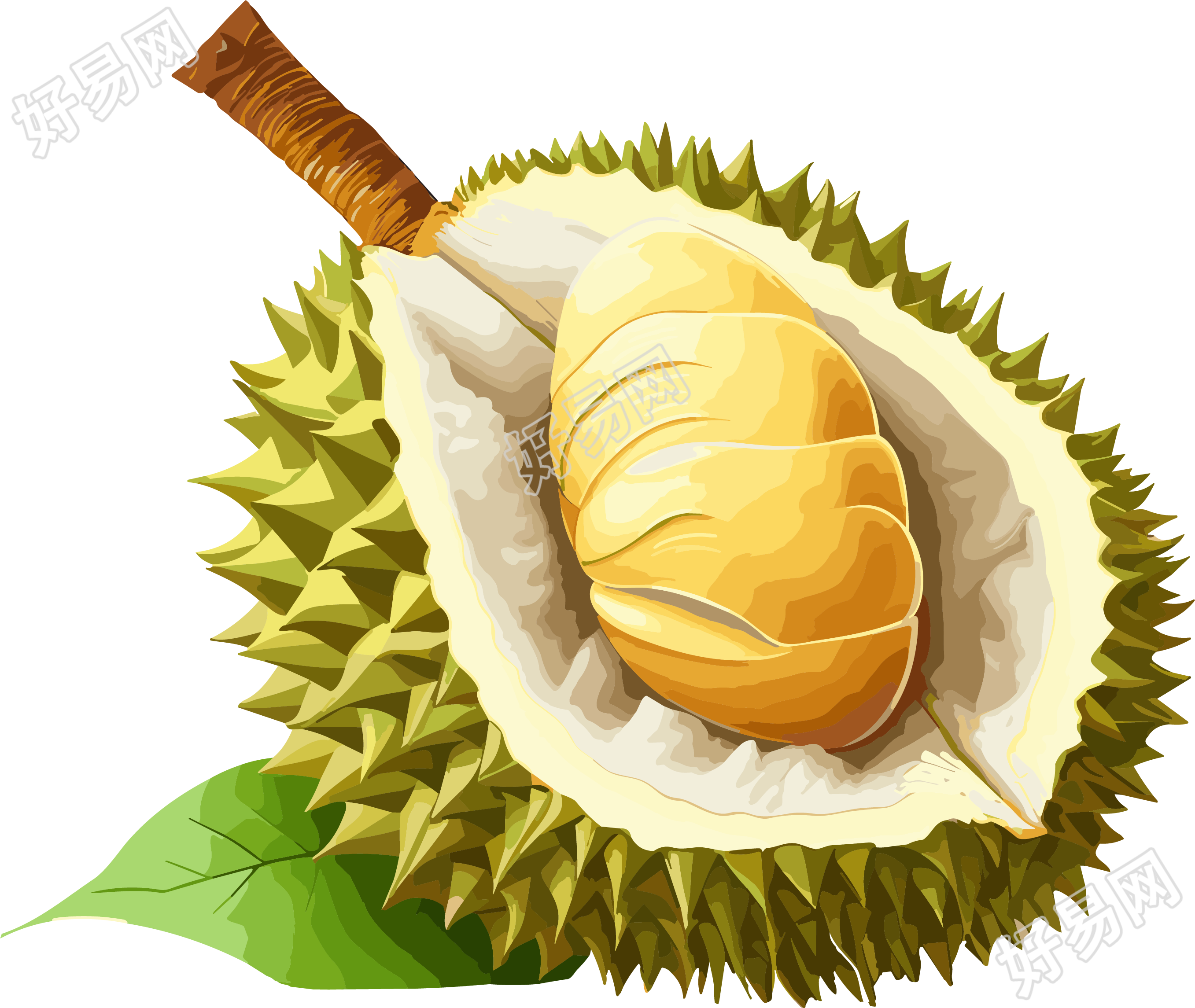 透明背景榴莲插画素材