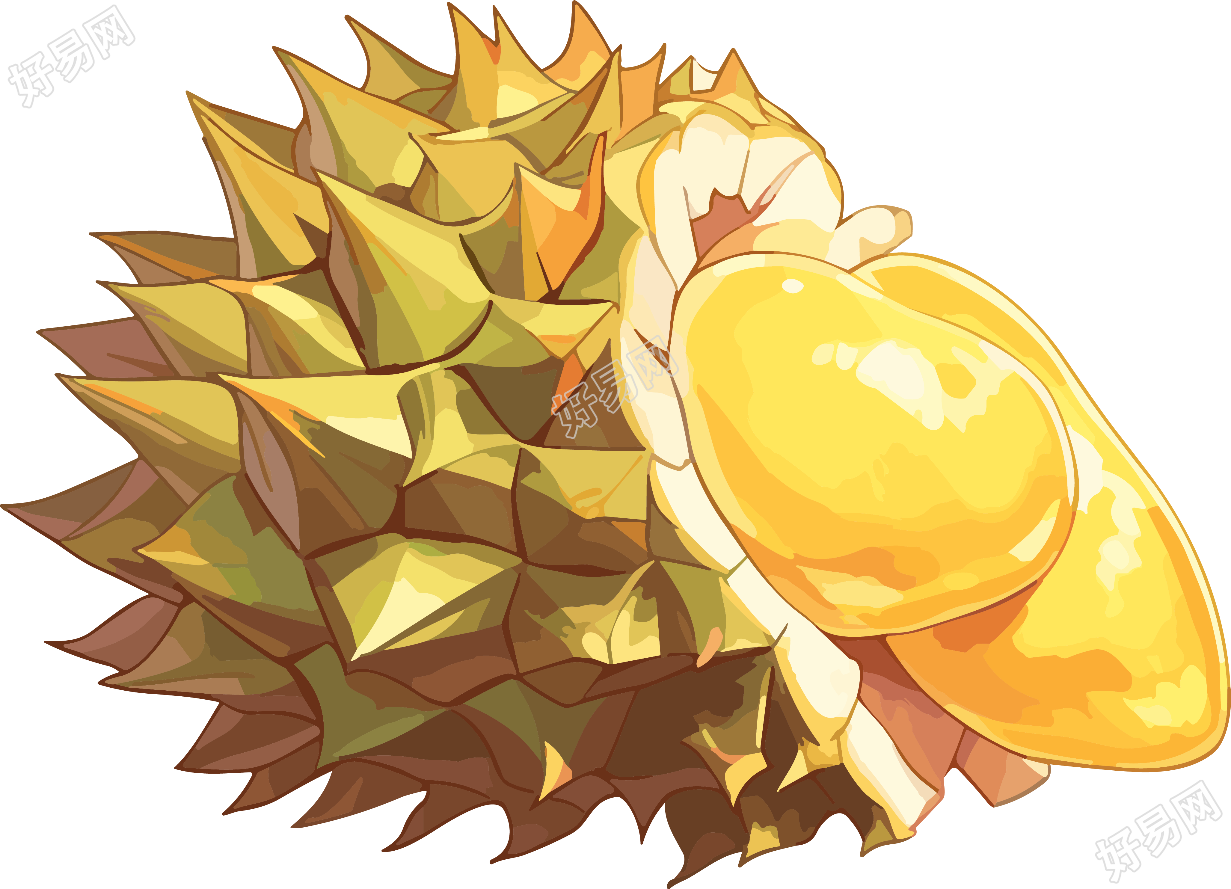 高清透明背景榴莲插画PNG