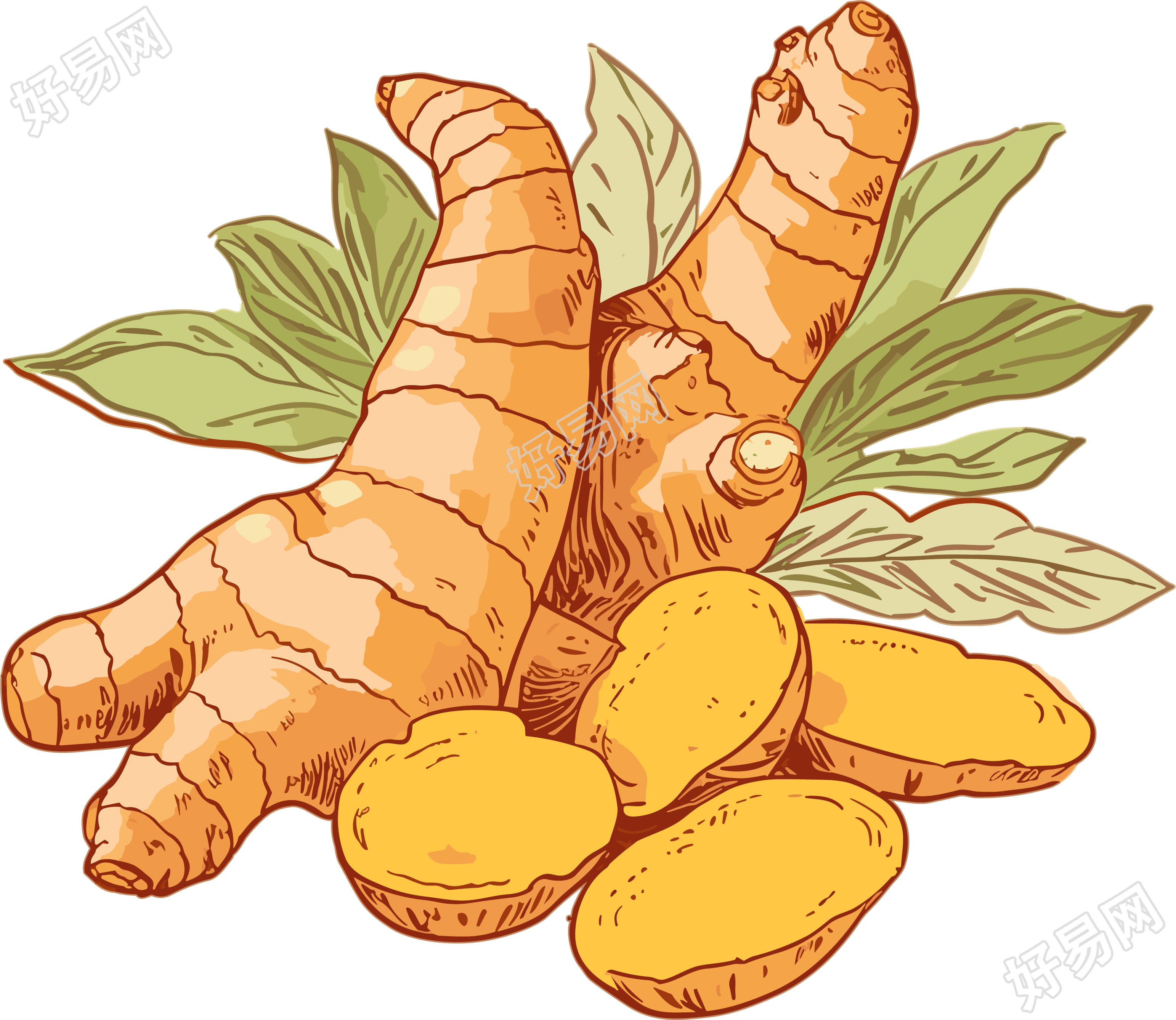 透明背景矢量剪贴画生姜PNG