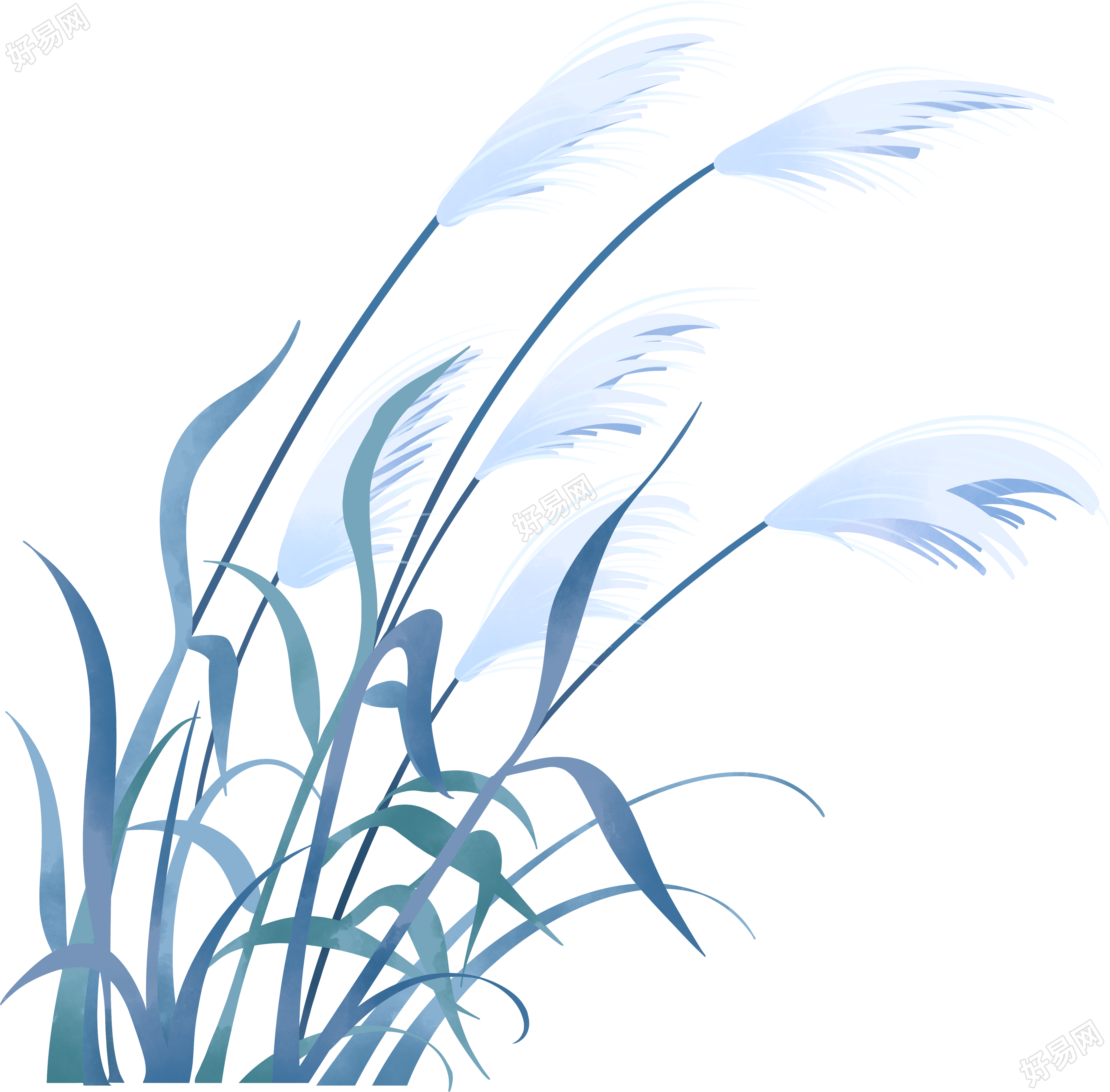 灰蓝色芦苇手绘插画素材