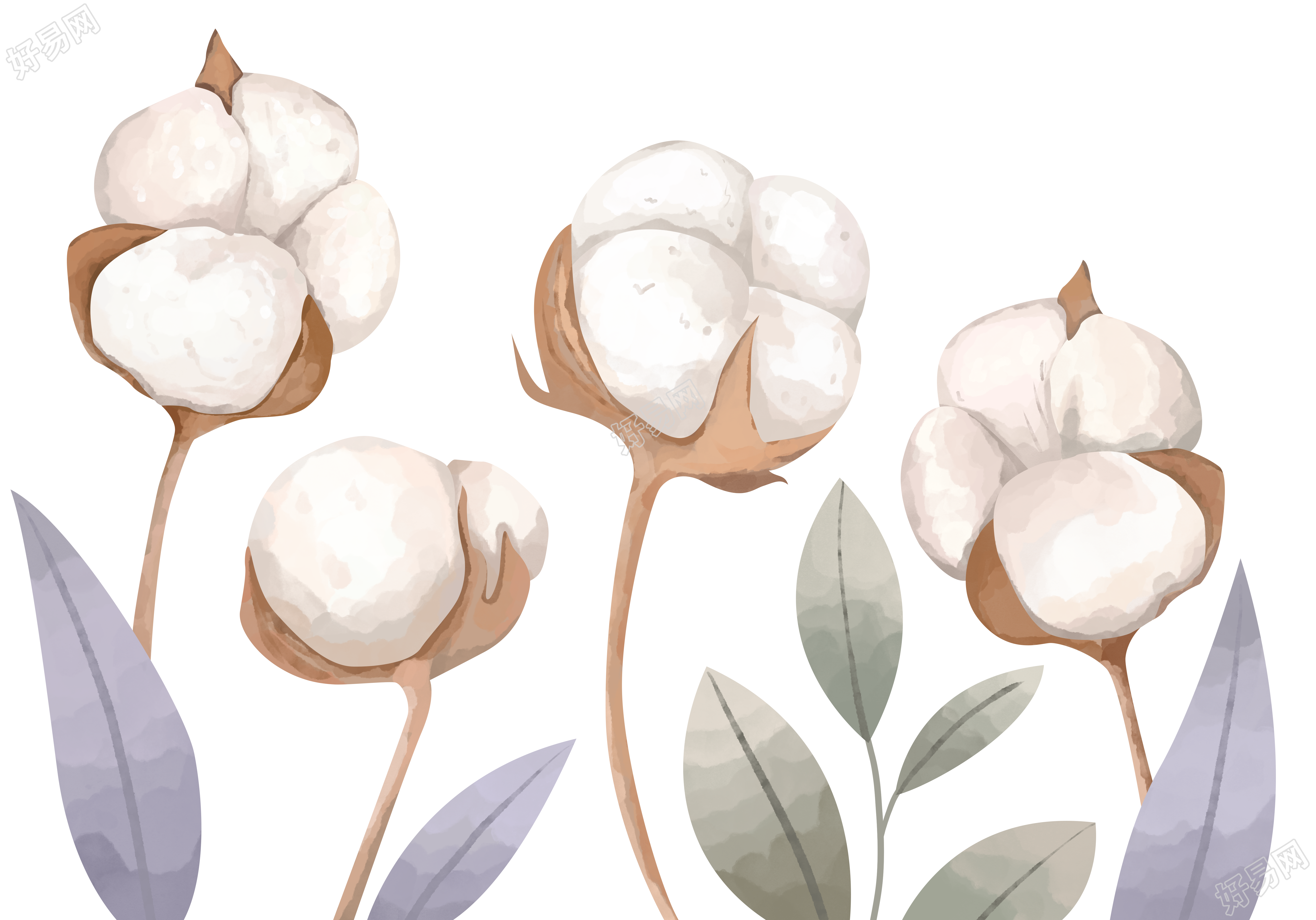寒露时节丰收的棉花手绘插画