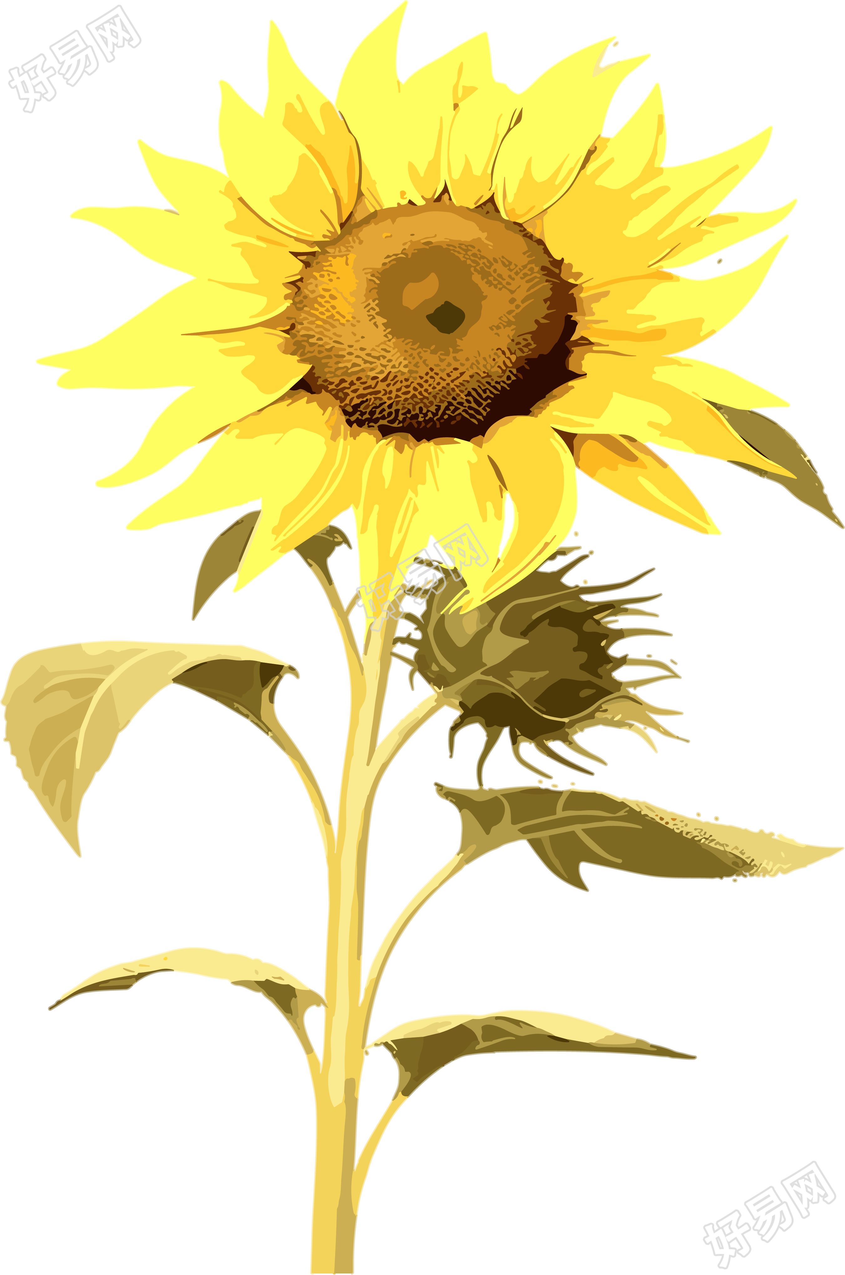 两朵带叶的向日葵商用插画