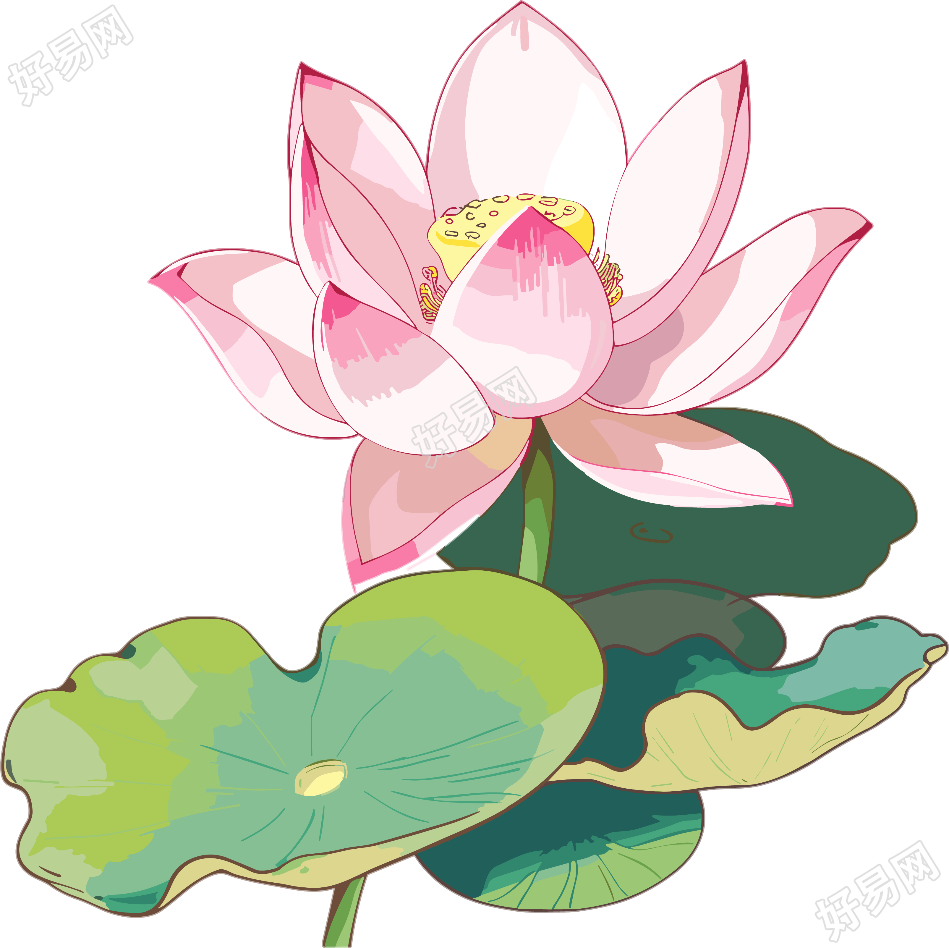 自然界唯美荷花插画素材