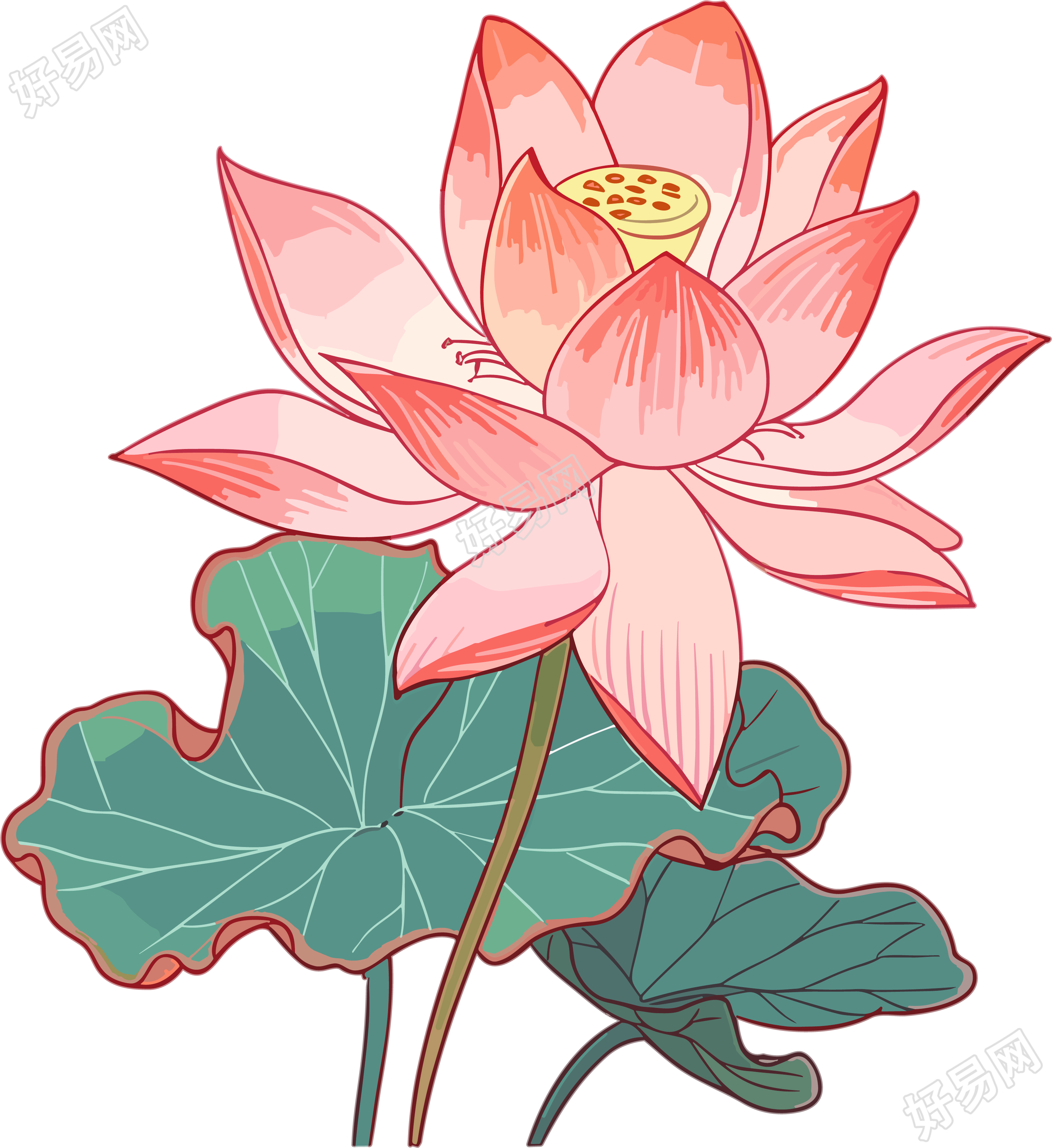 美感艺术手绘平面风格莲花插画