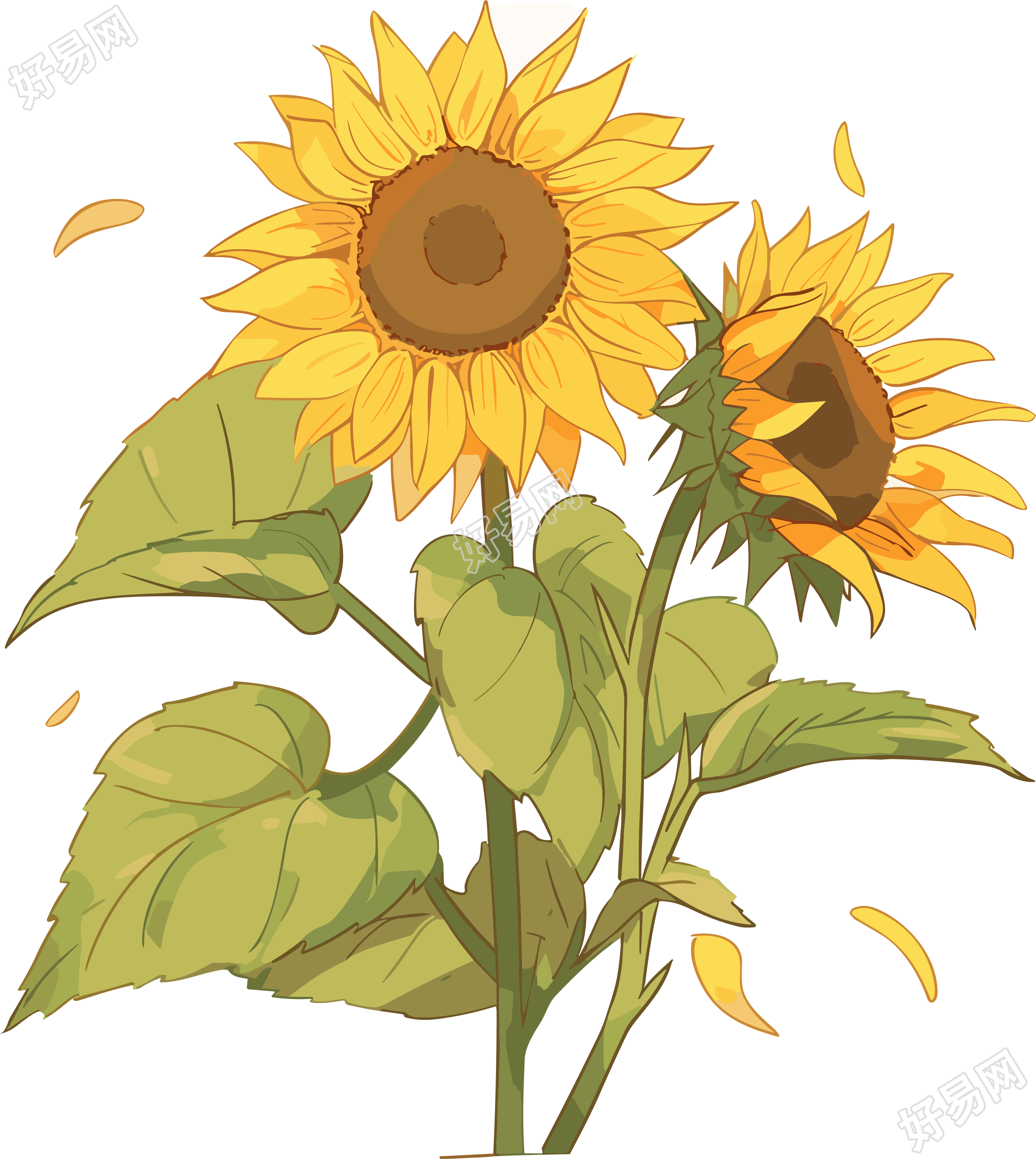 手绘金黄色的太阳花插画
