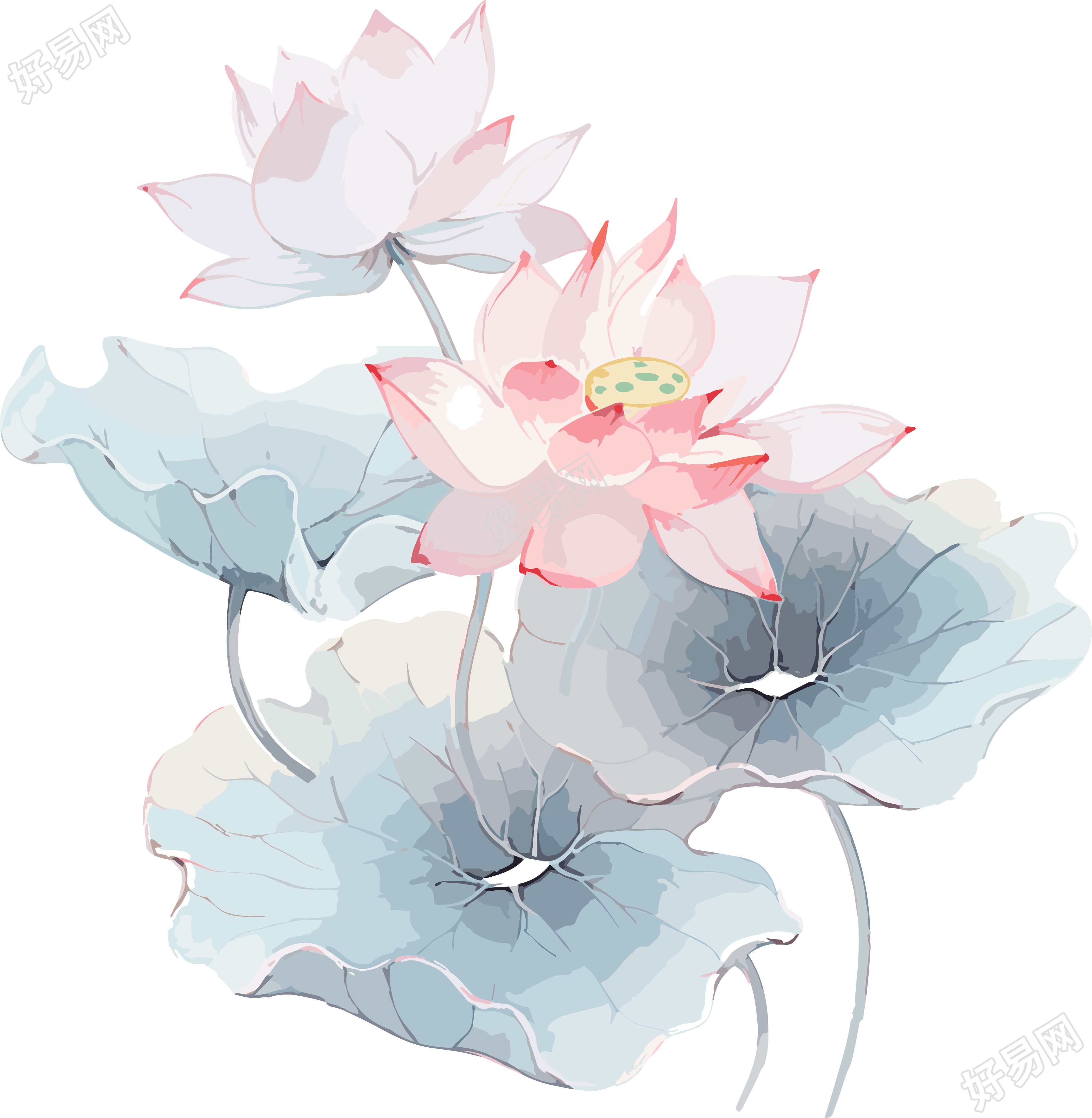 粉蓝色莲花素材