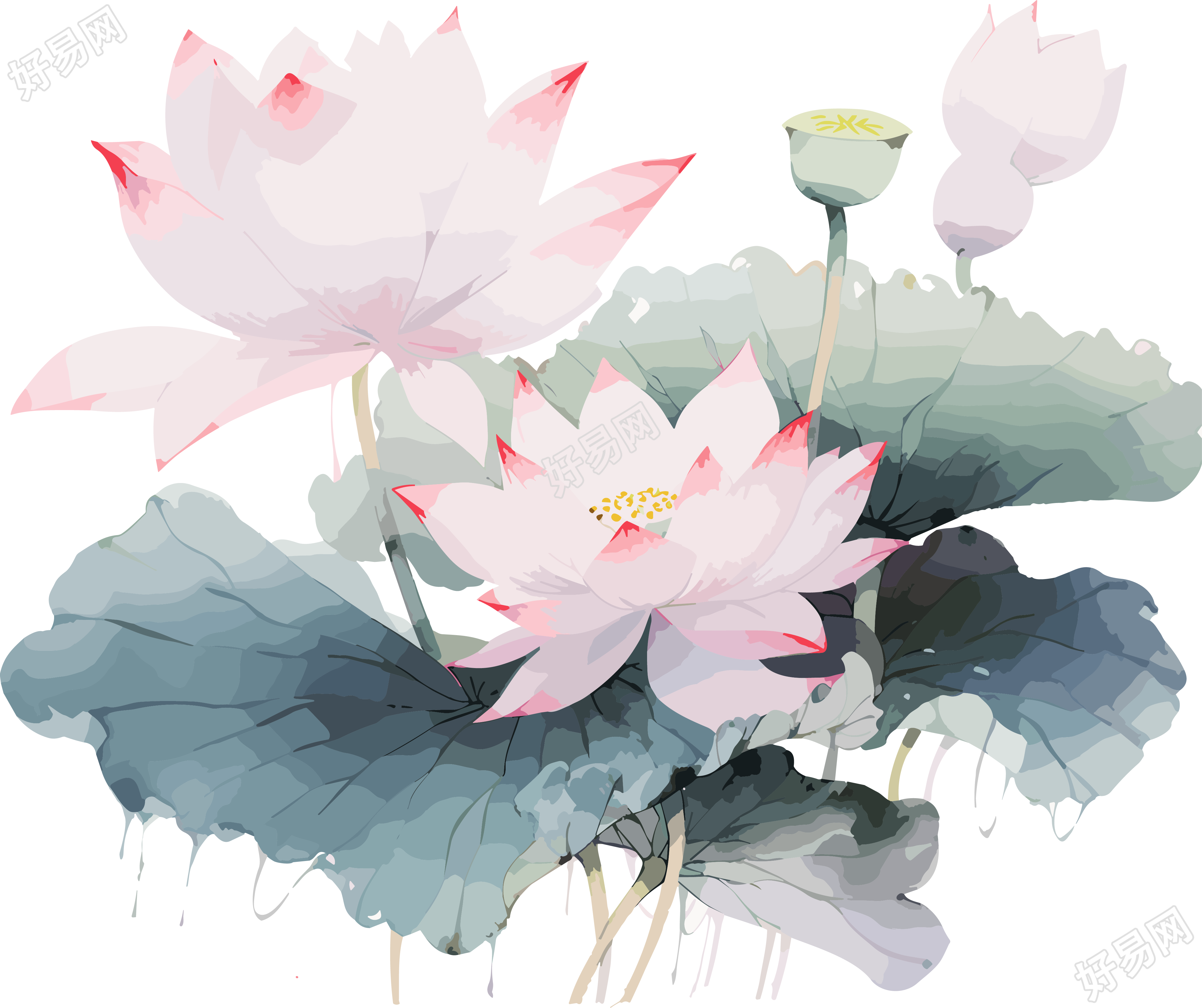 莲花与叶子画作插画