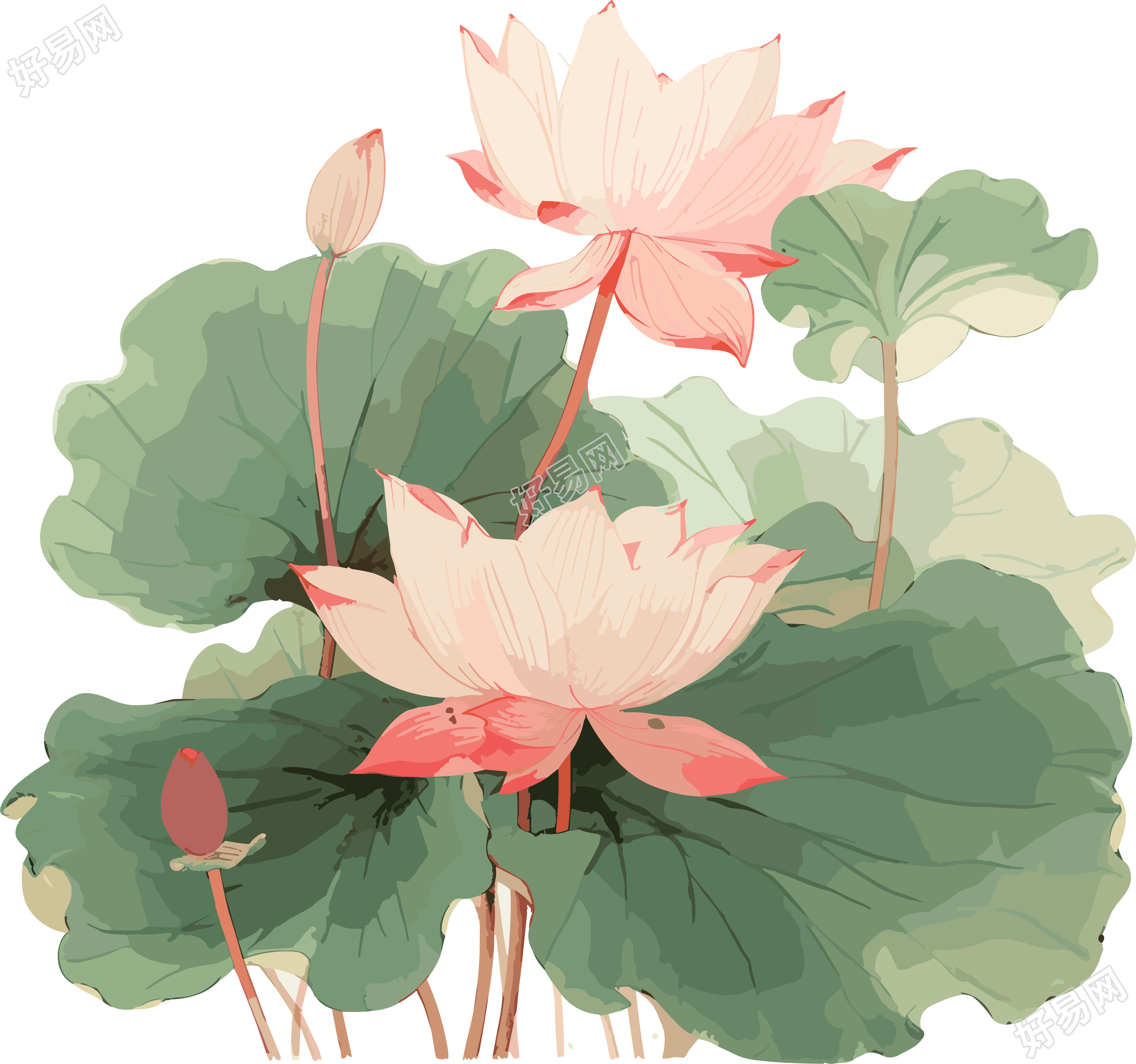 音天莲花画插图