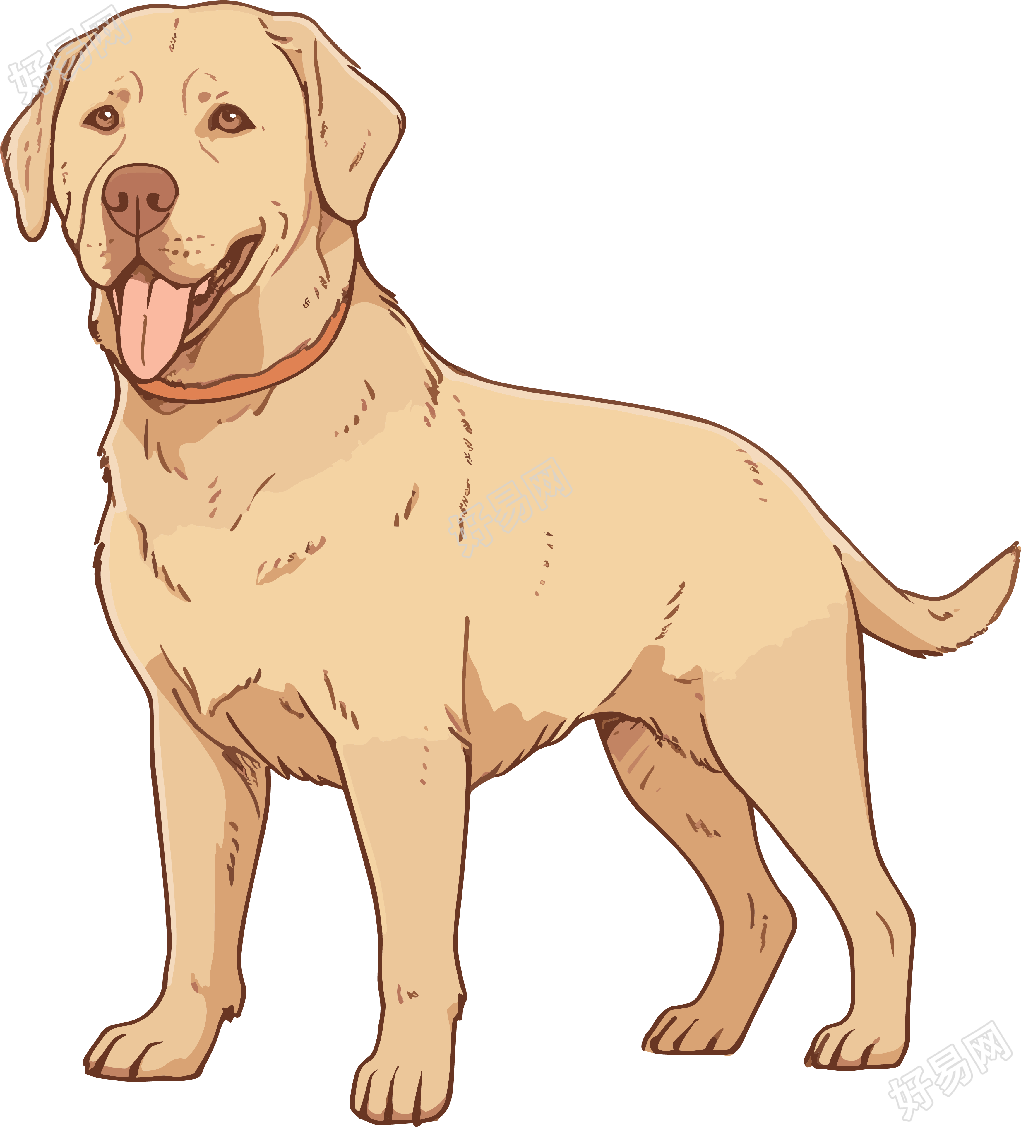 浅棕色和金色拉布拉多犬插画素材