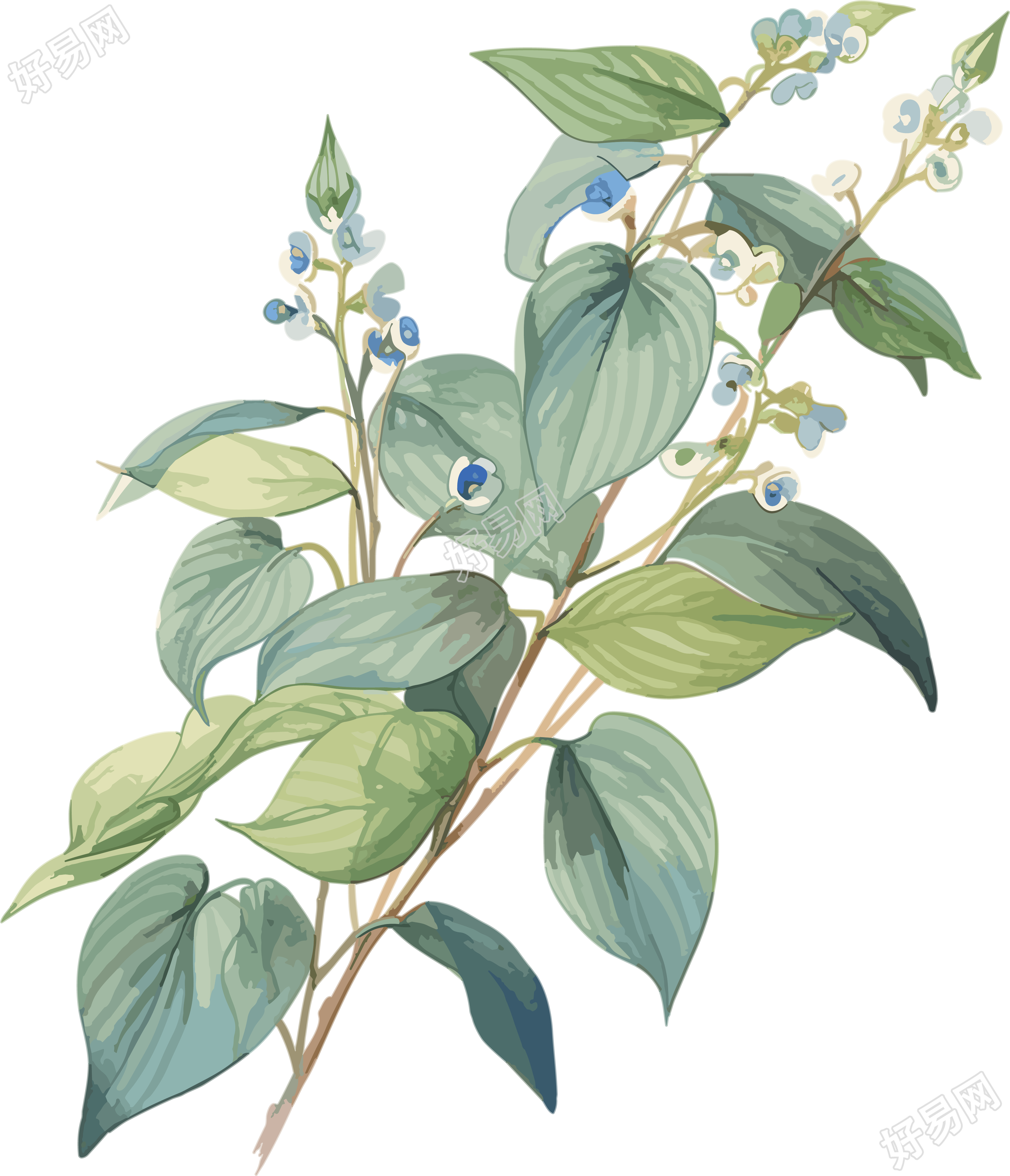 蓝色小花透明背景高清PNG插画