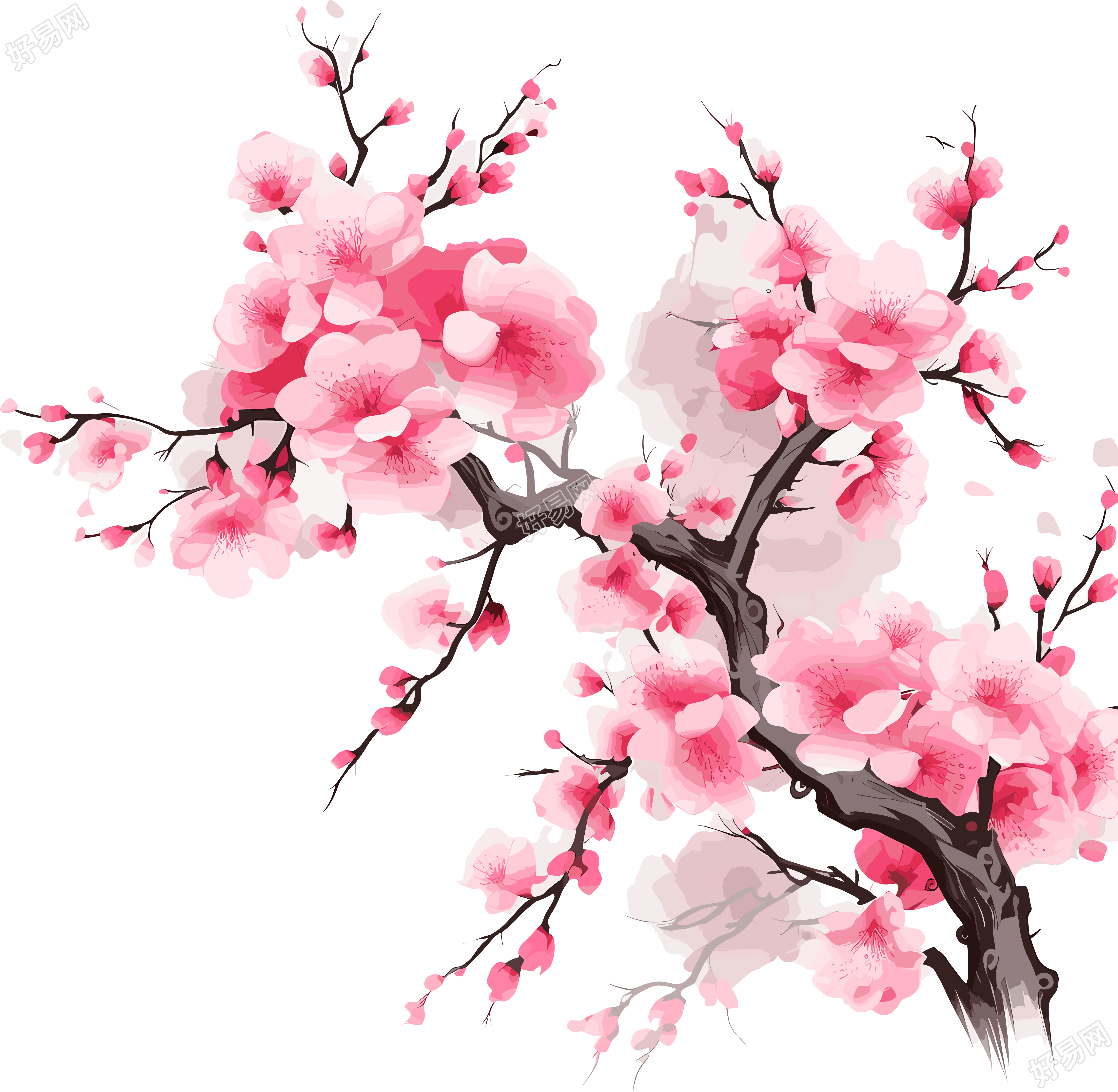 白底中国风梅花插画
