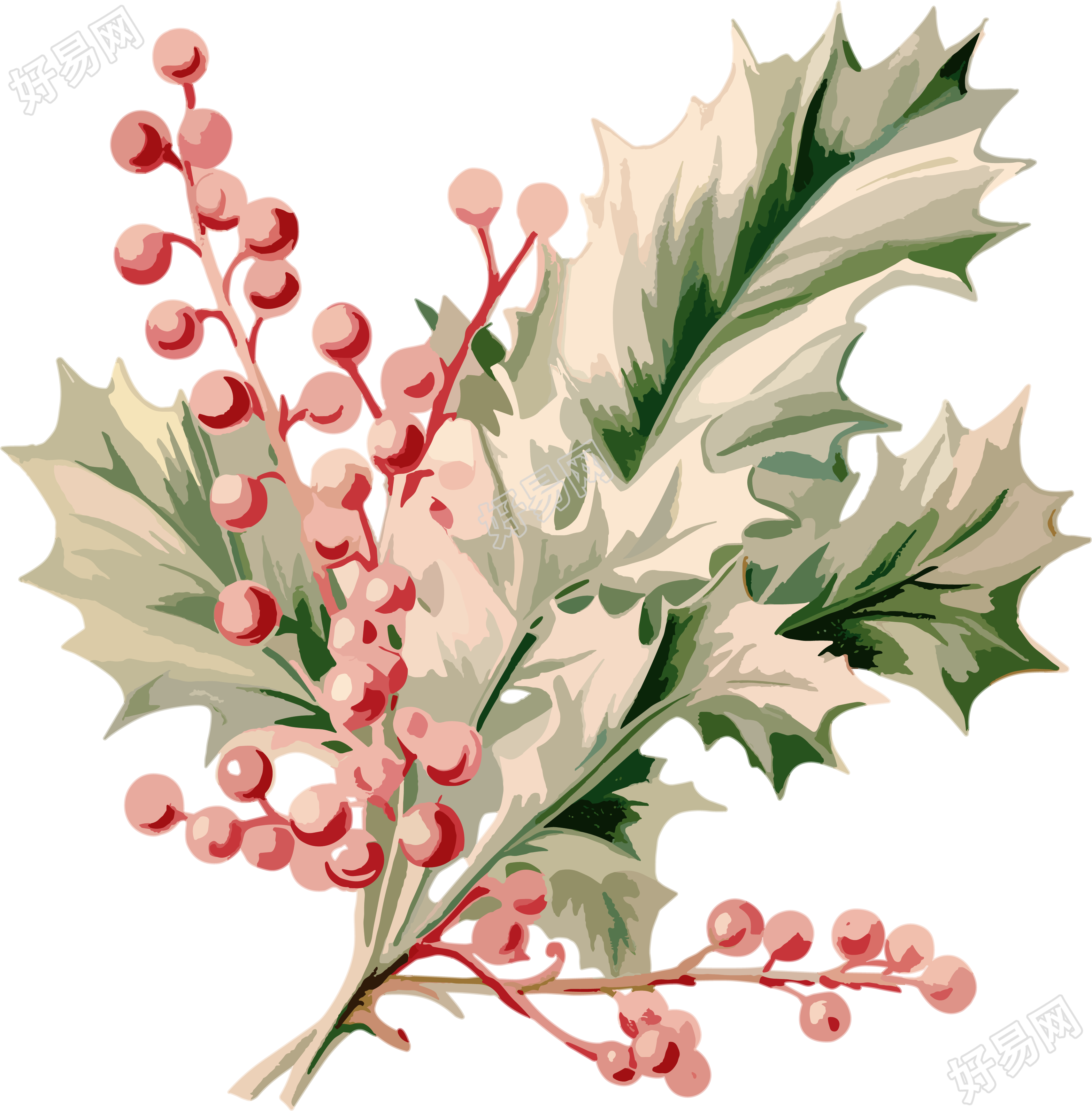 圣诞树和冬青透明背景高清图案素材