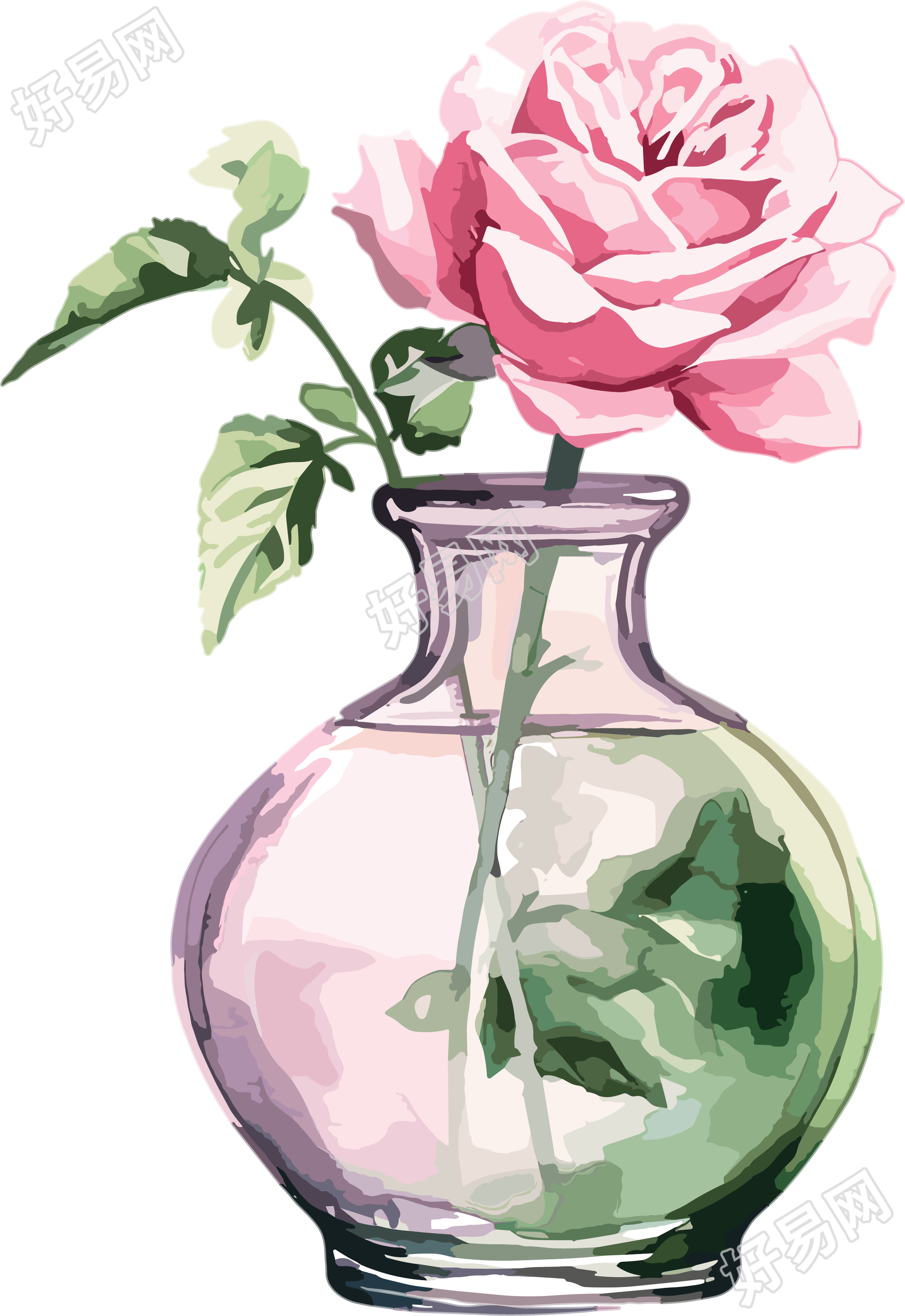 水彩粉色玫瑰插画