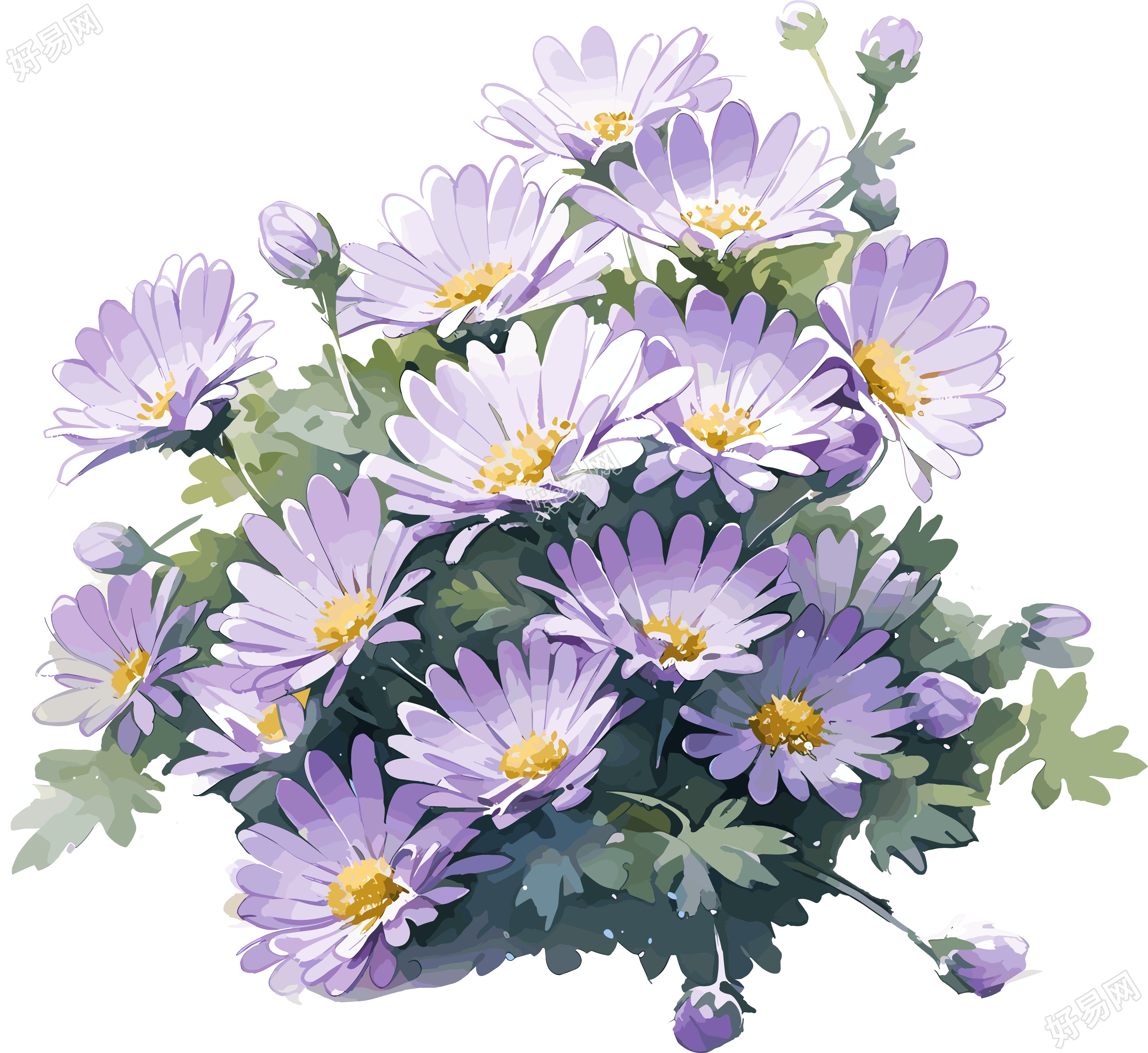 紫色雏菊水彩画
