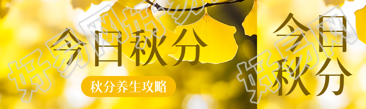 金黄色银杏叶实景今日秋分公众号封面图