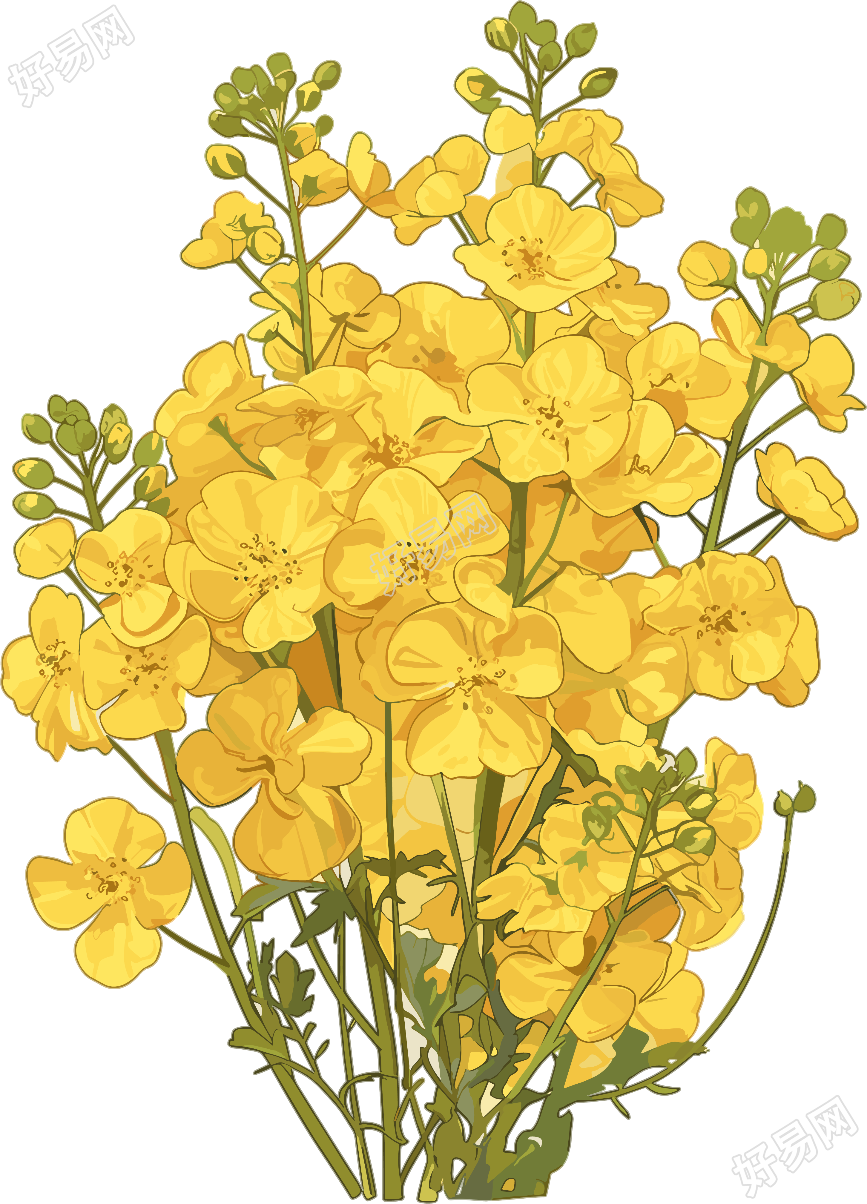 油菜花商用设计元素