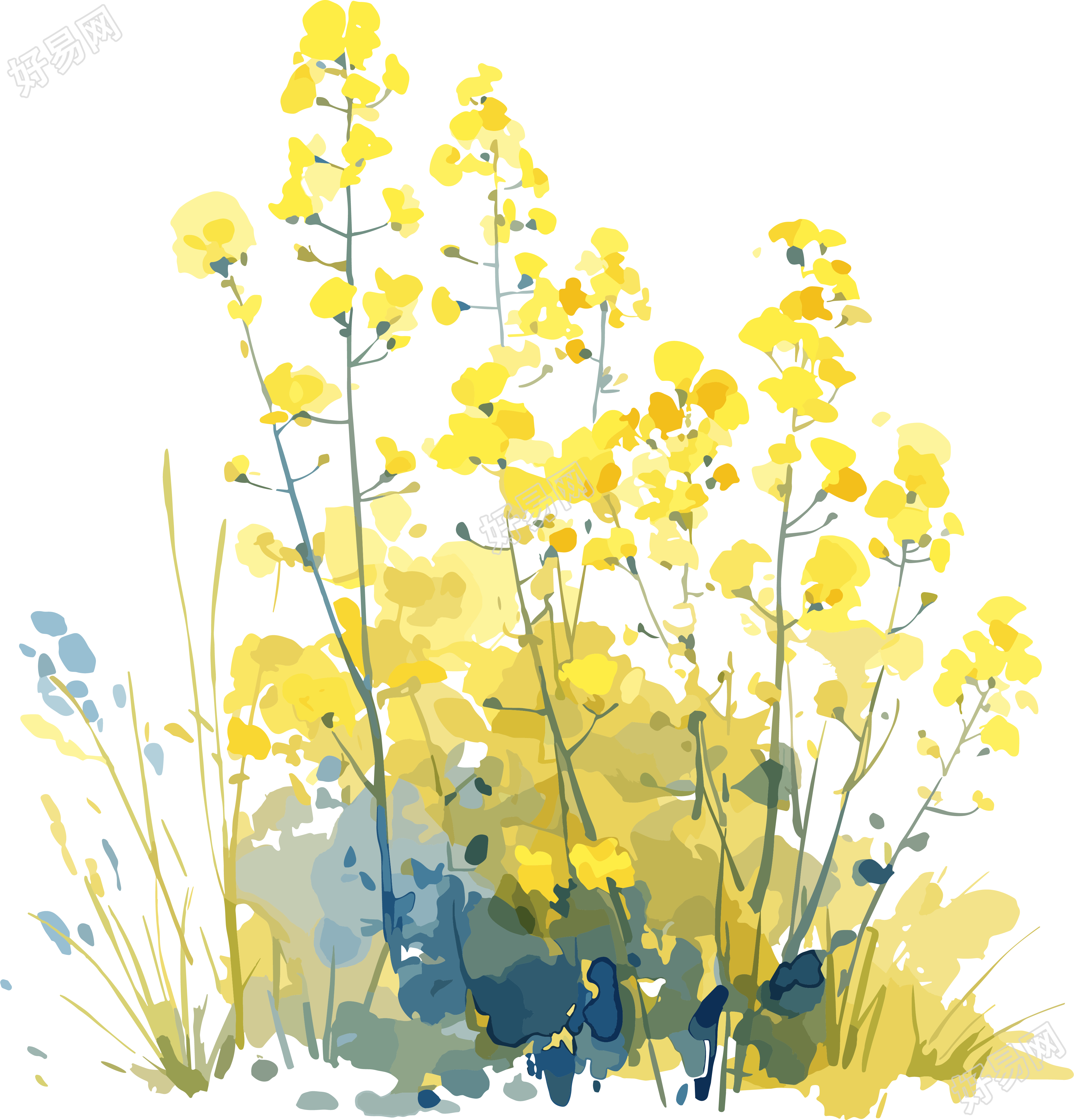 油菜花唯美插图