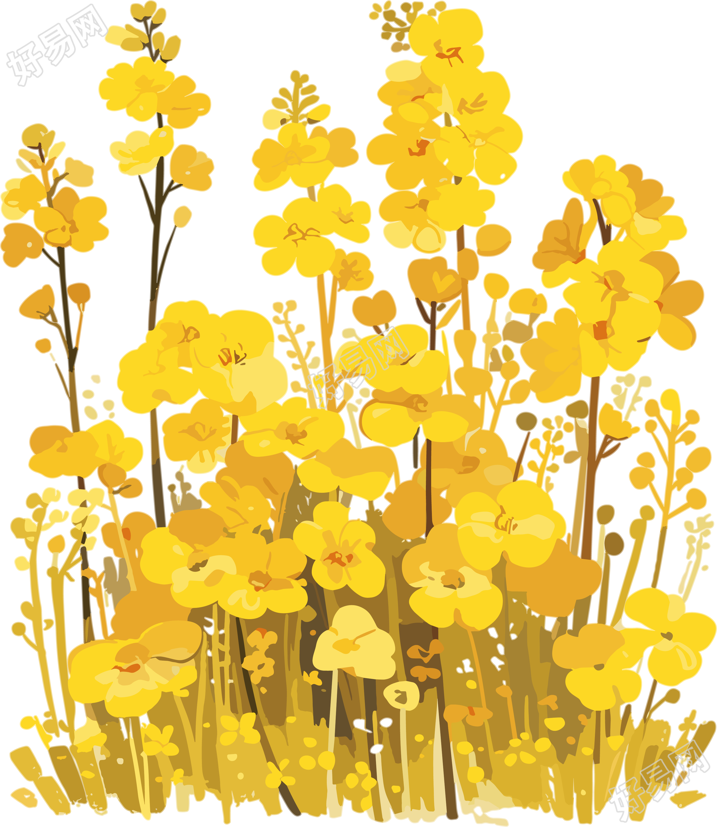 油菜花艺术插图
