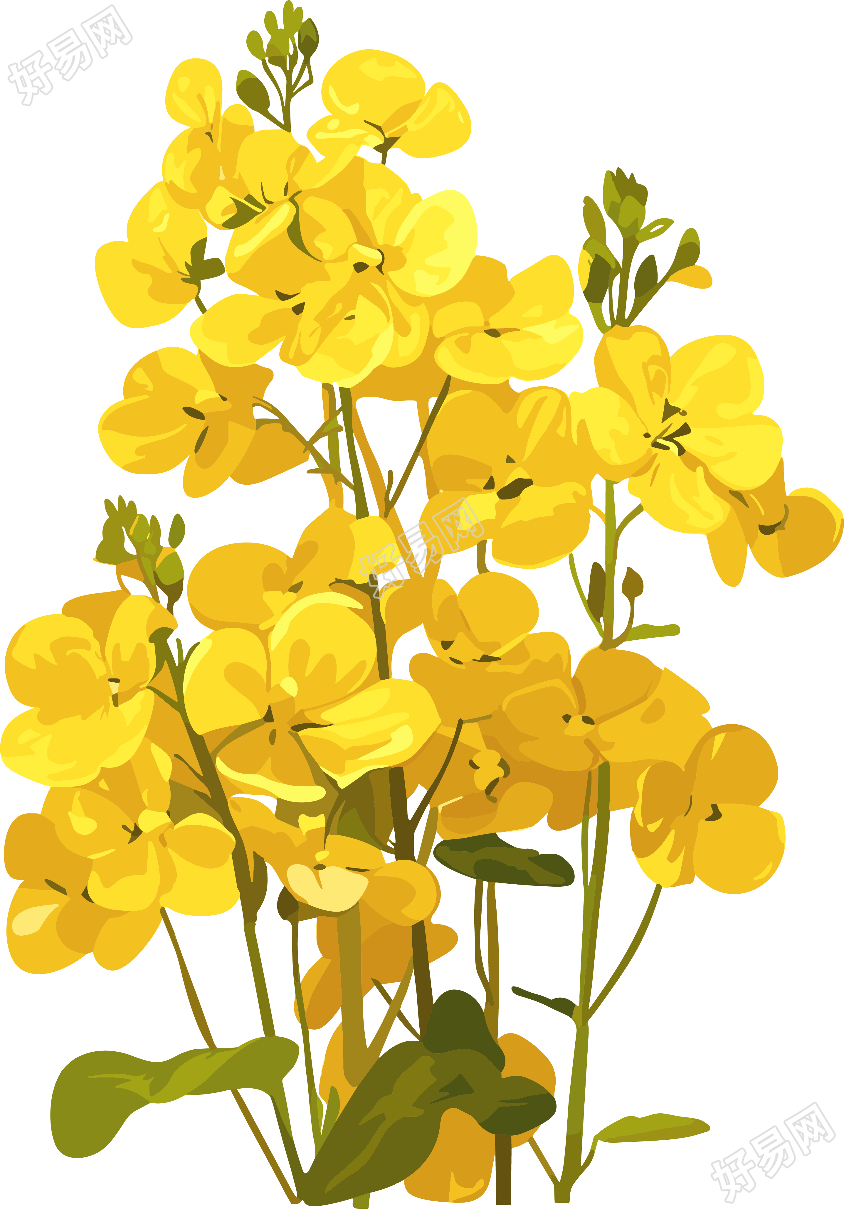 油菜花简单素材