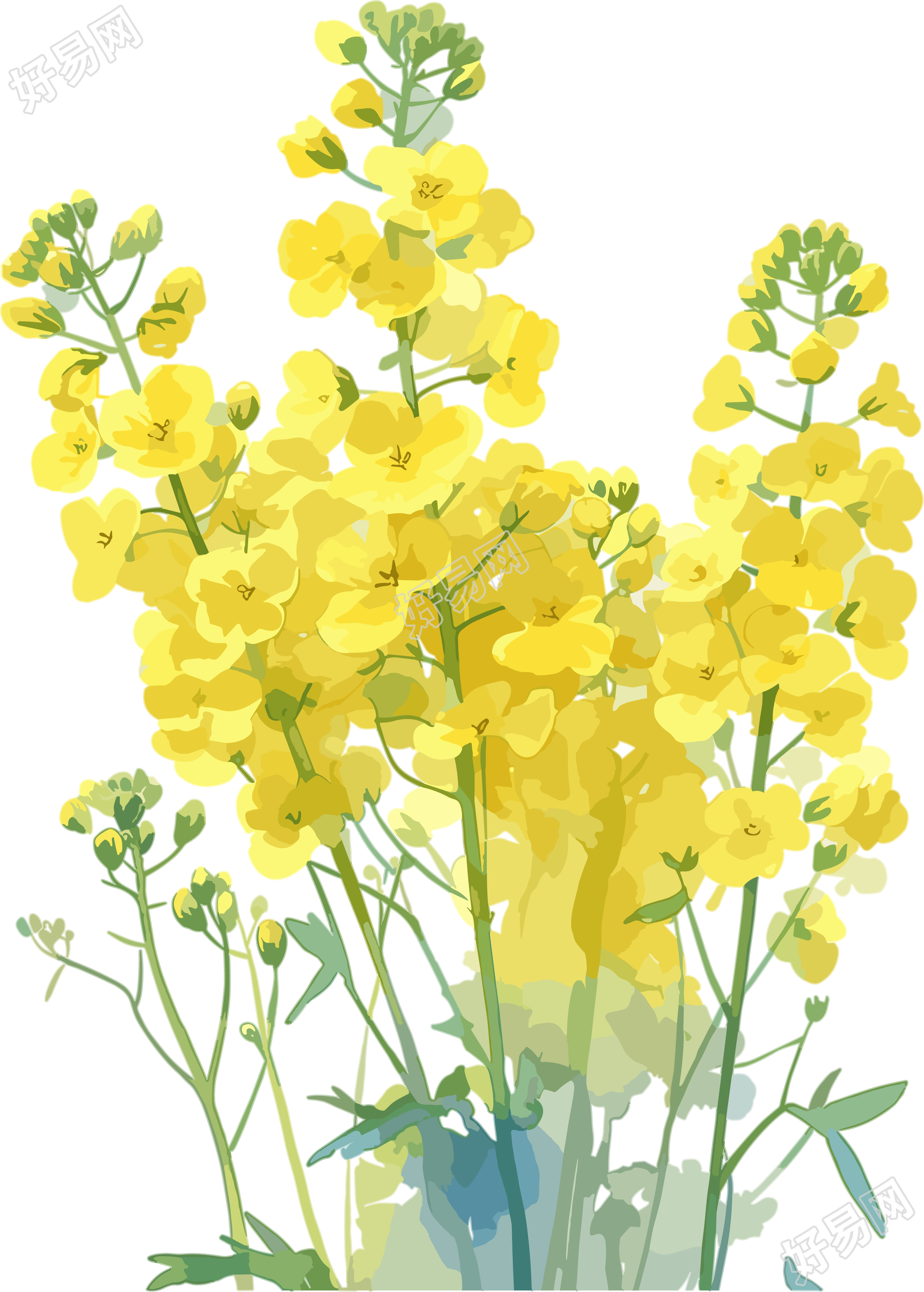 油菜花可商用设计素材