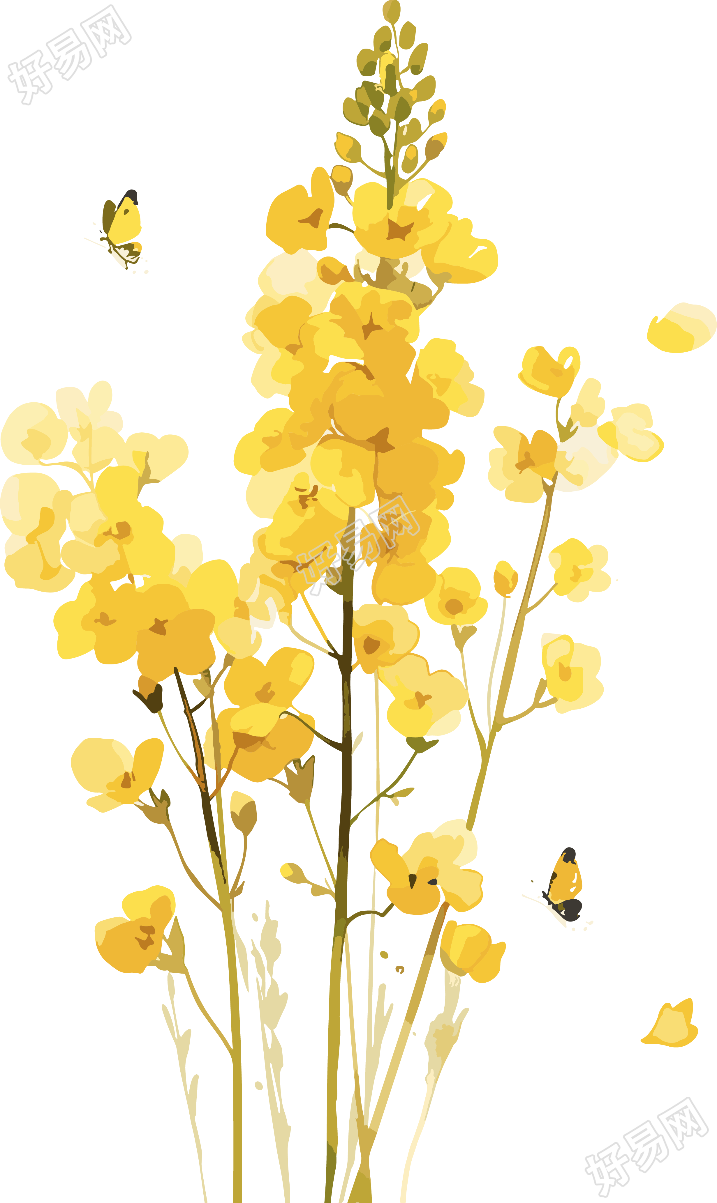 油菜花PNG图形素材