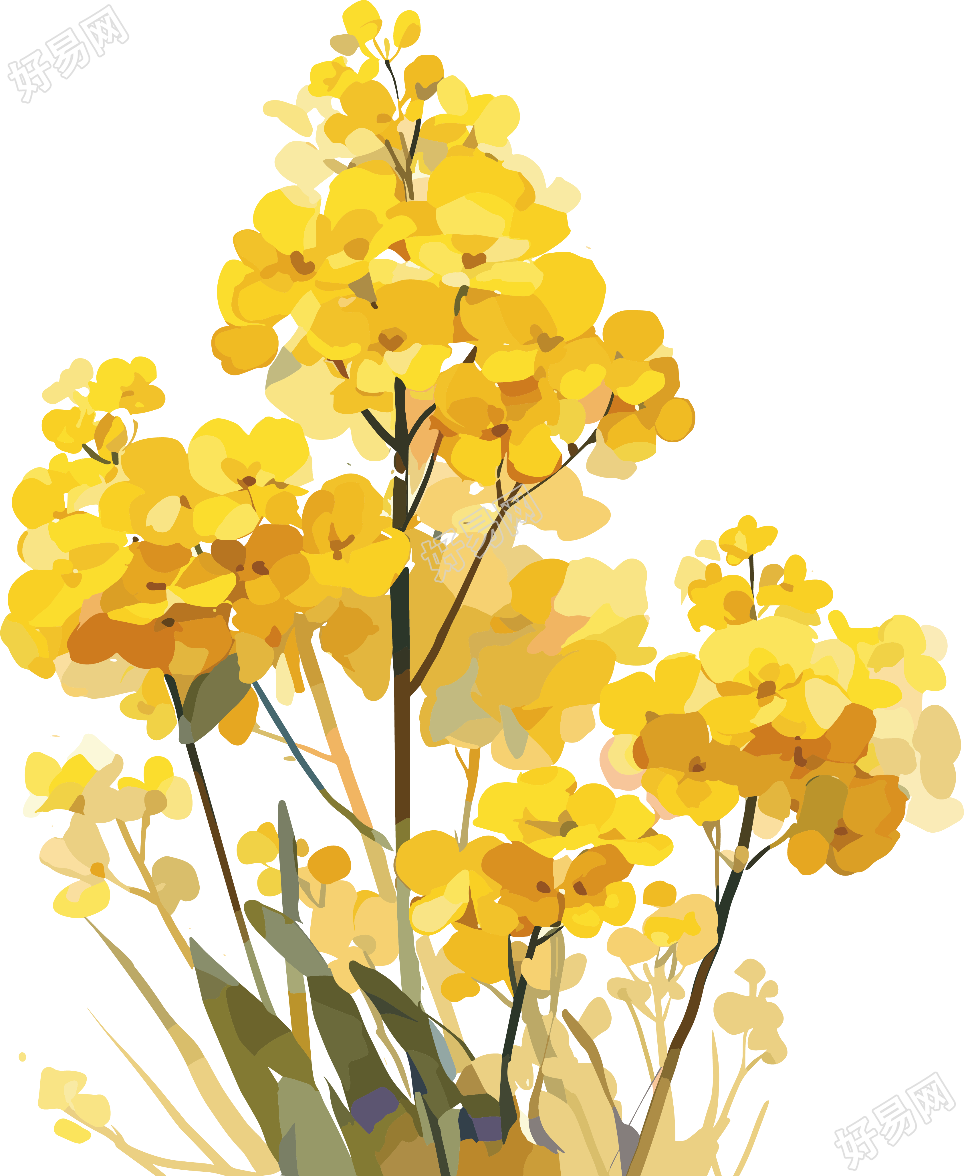 油菜花插画素材