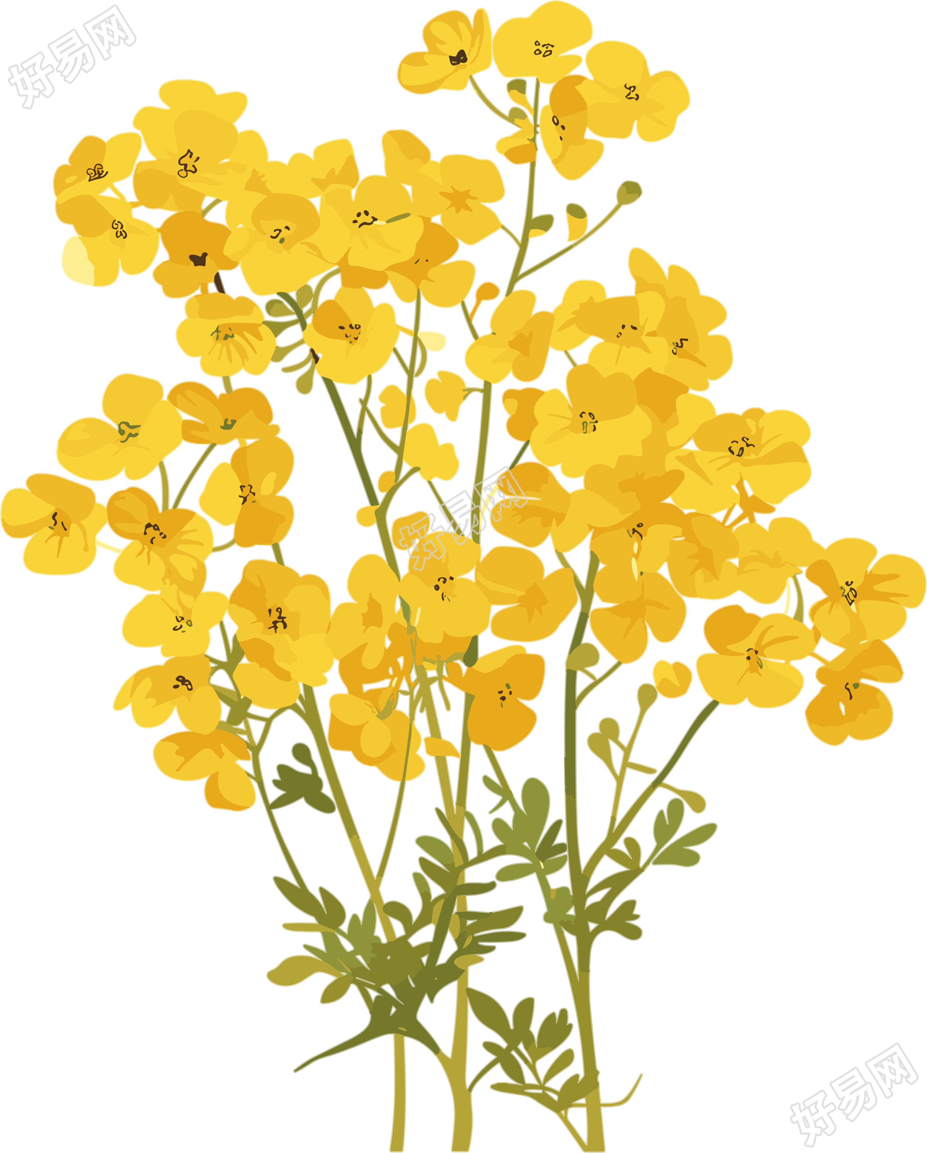 油菜花小清新插画