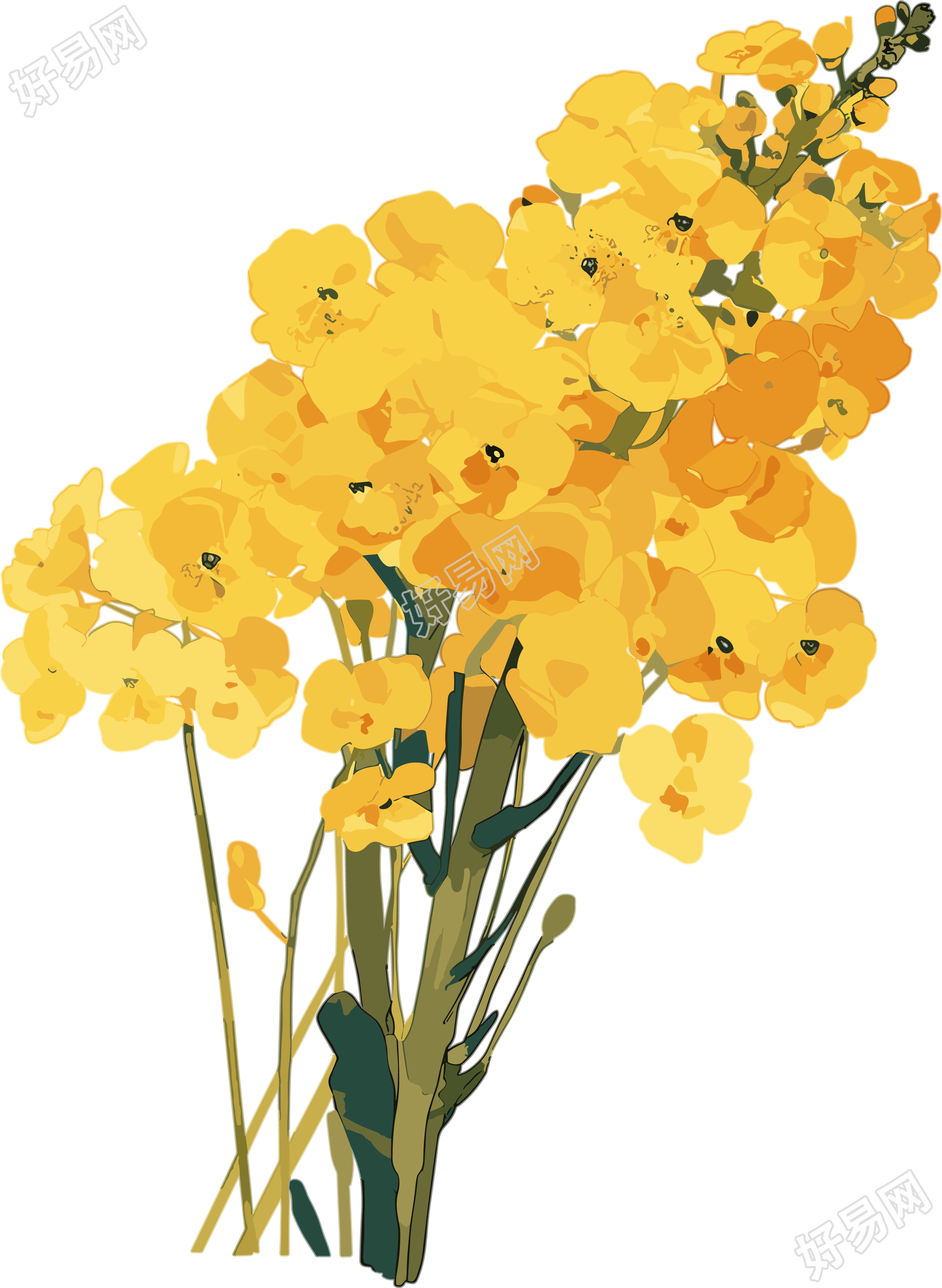 油菜花白底简约素材