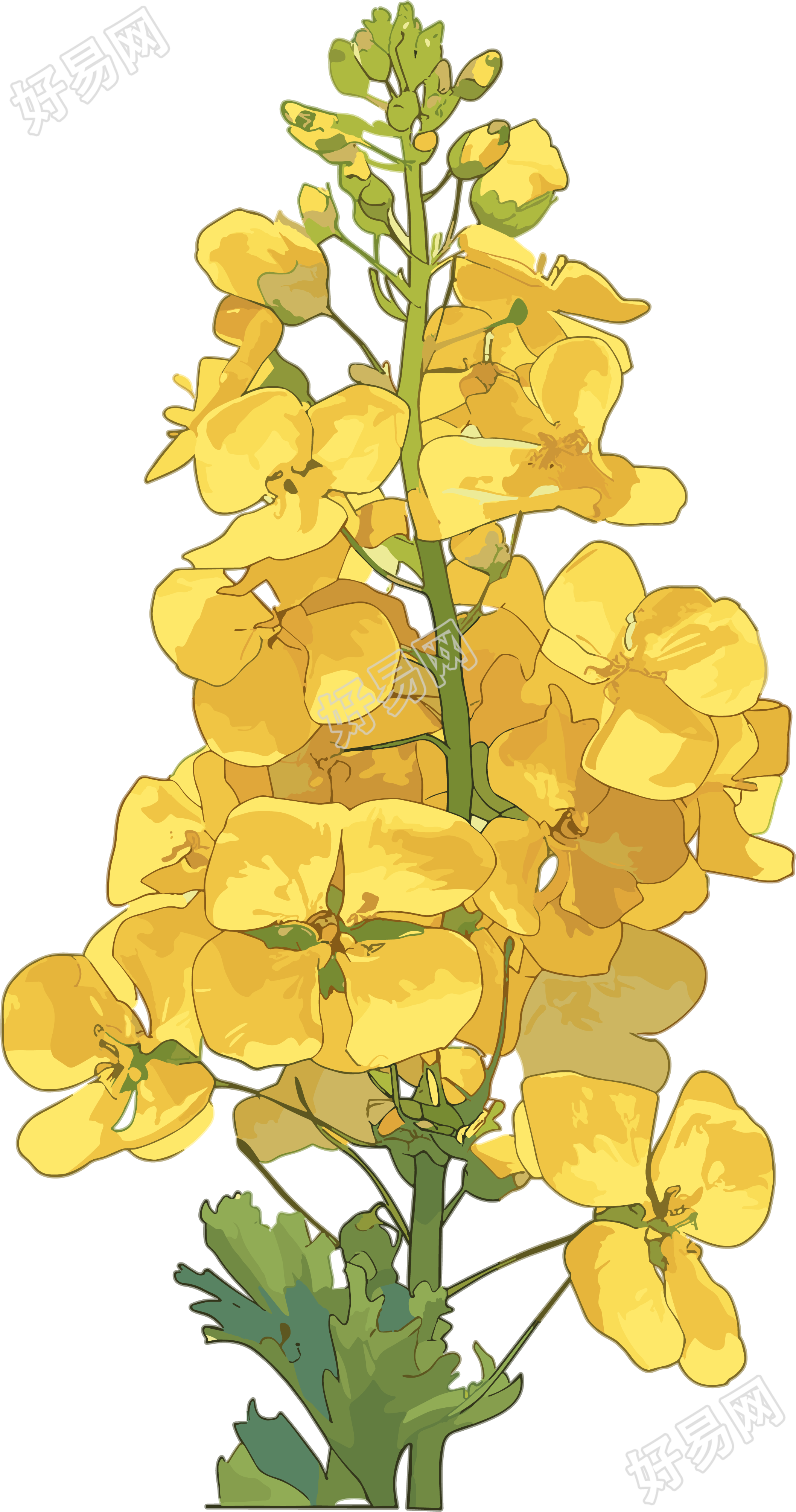 油菜花PNG创意简约素材