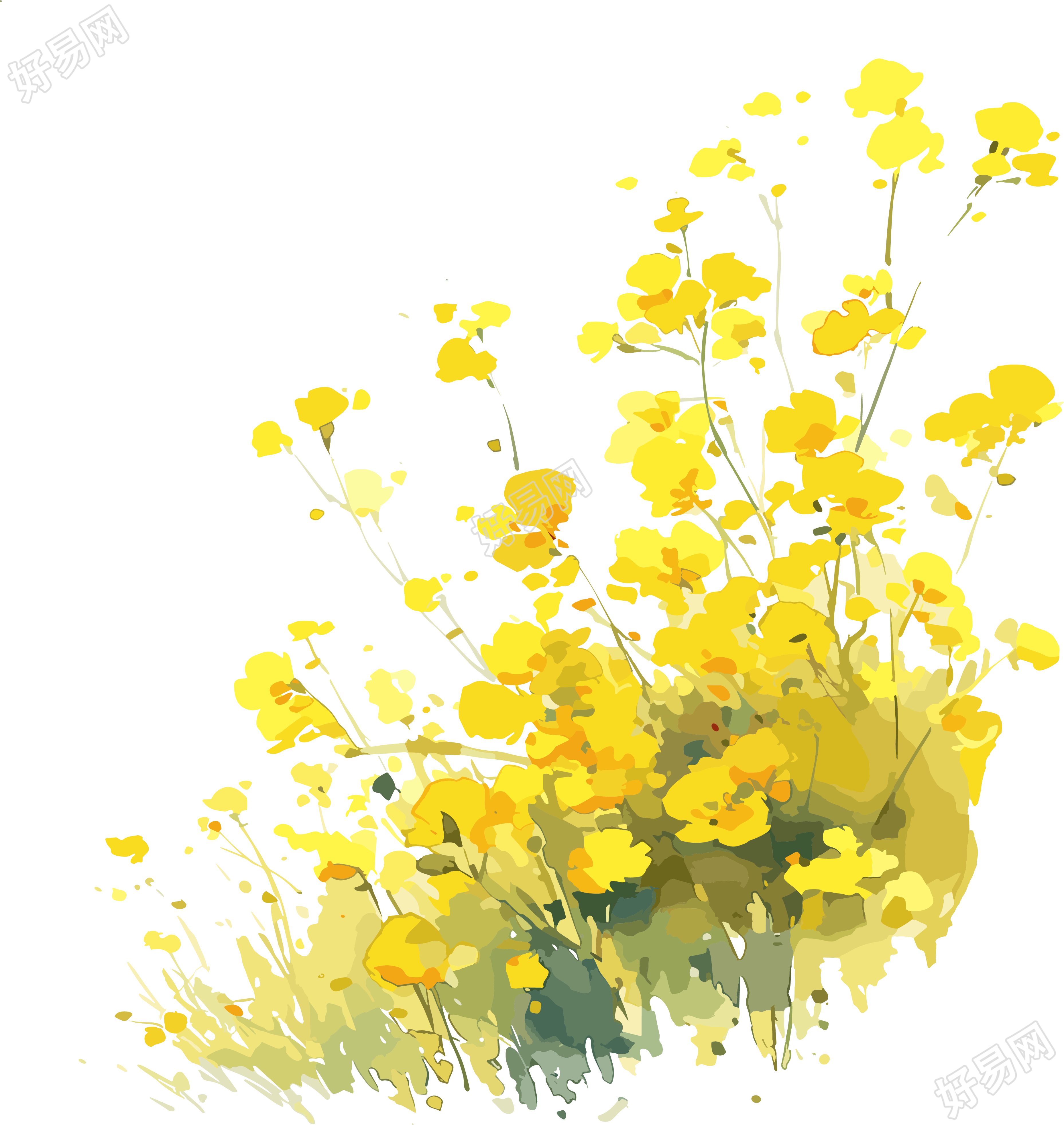 油菜花简单图案素材