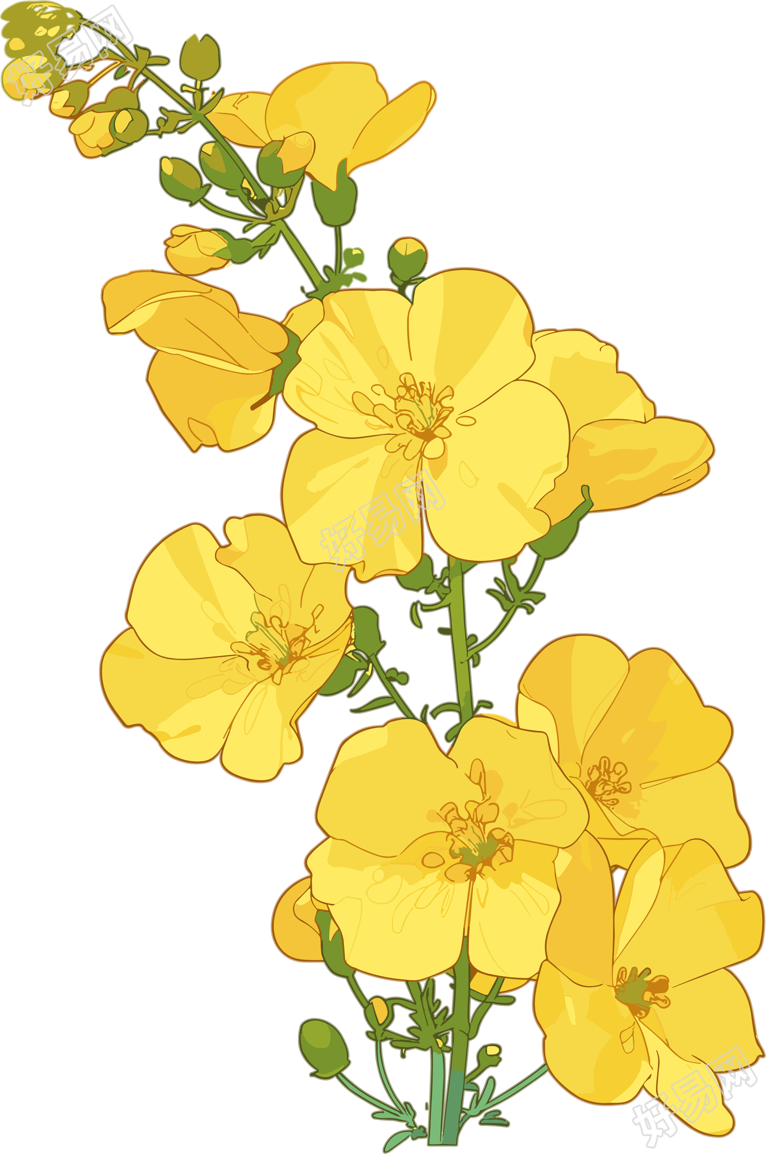 油菜花简约插图
