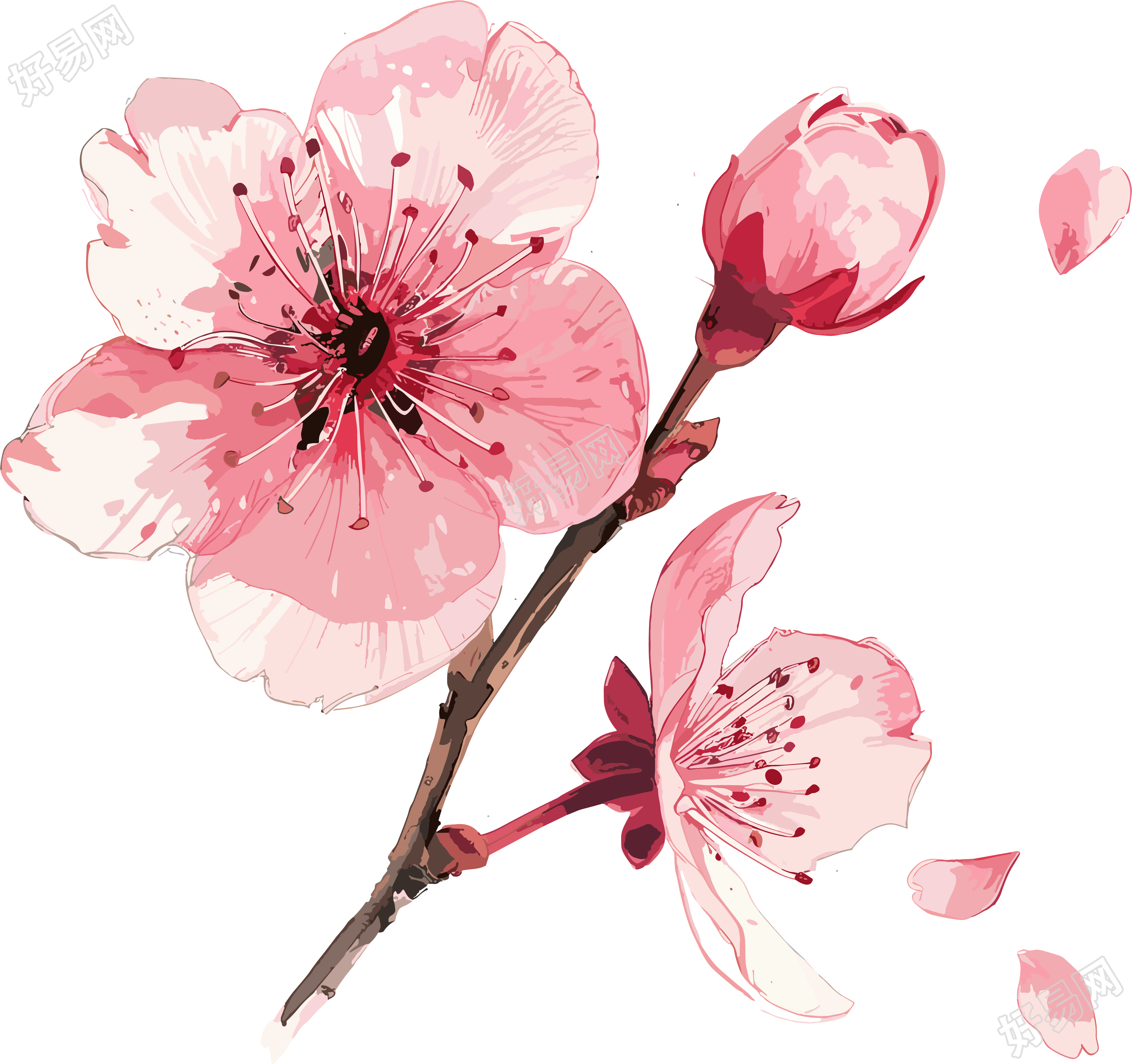 樱花花瓣粉色插图