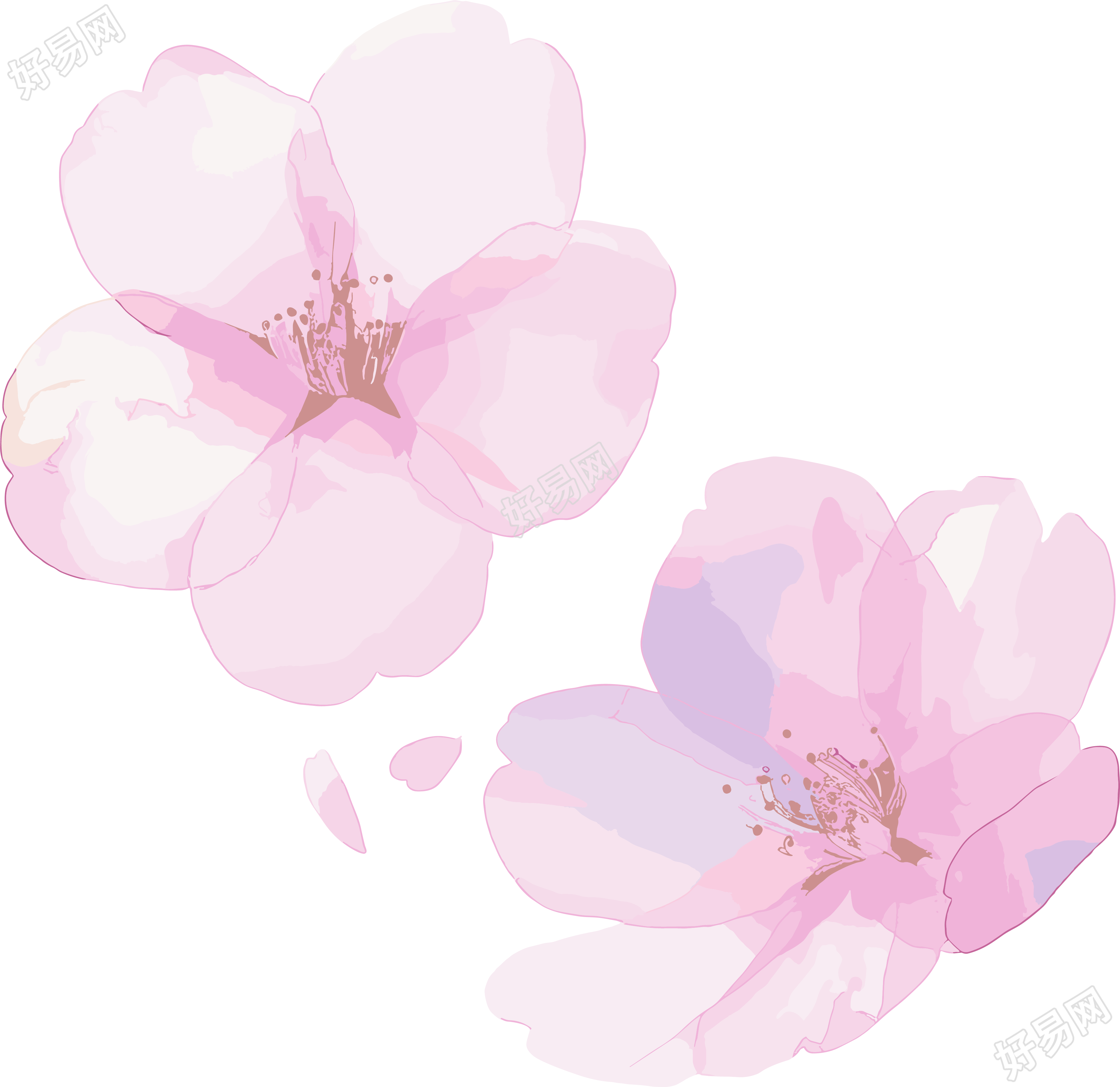 樱花花瓣水彩风插画