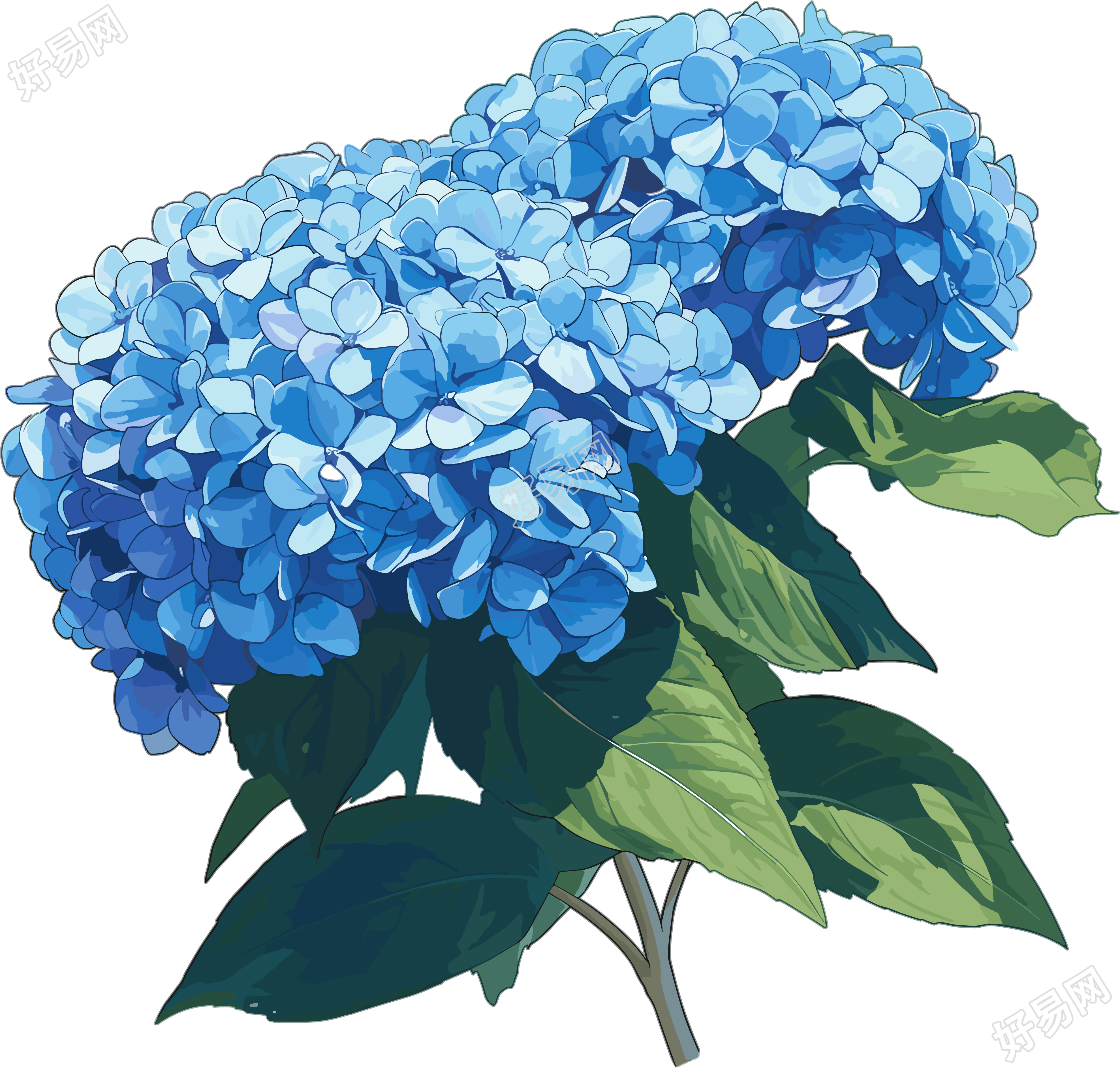 绣球花简笔画插画