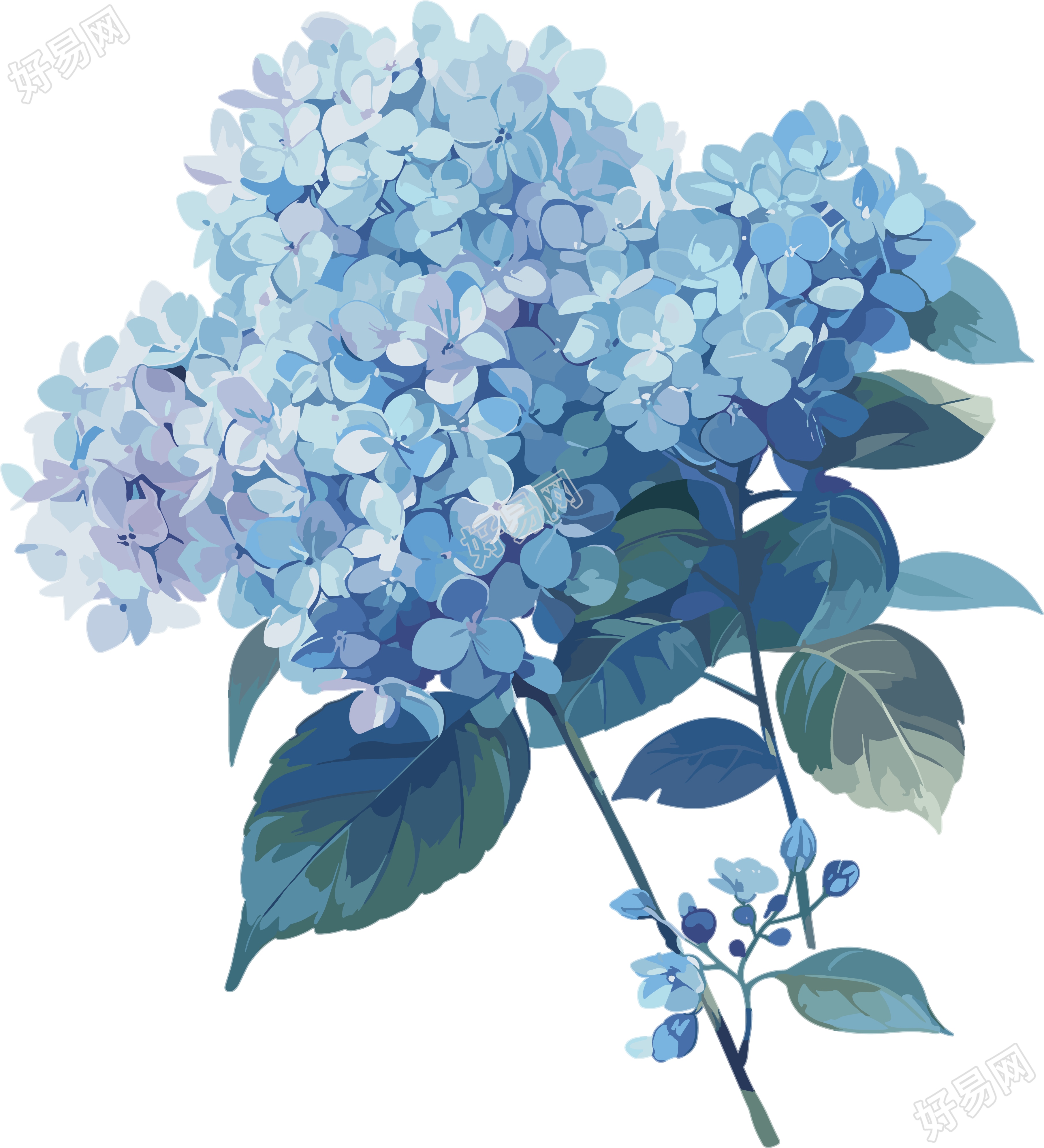 蓝色绣球花商用插画
