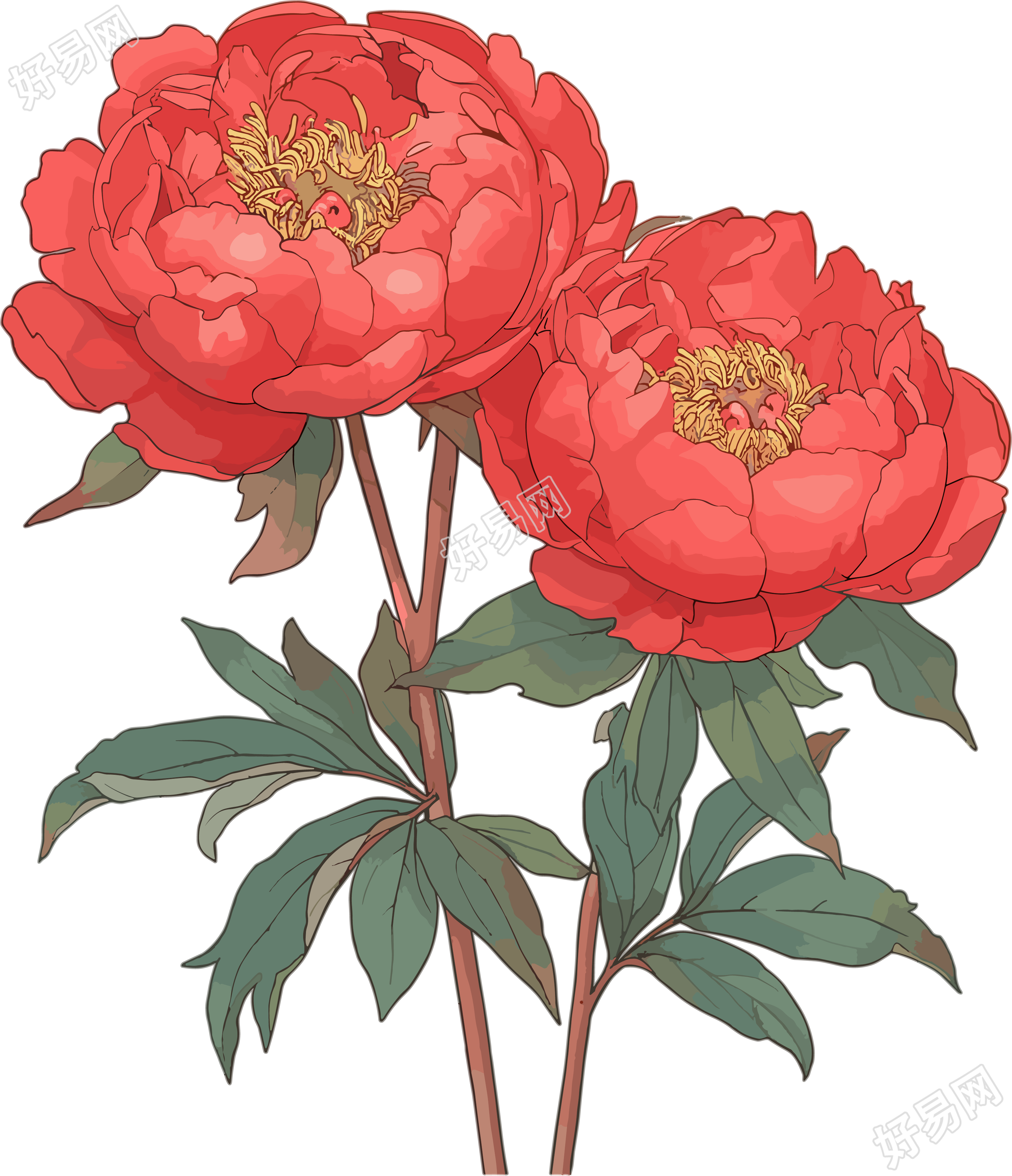 红牡丹创意插图
