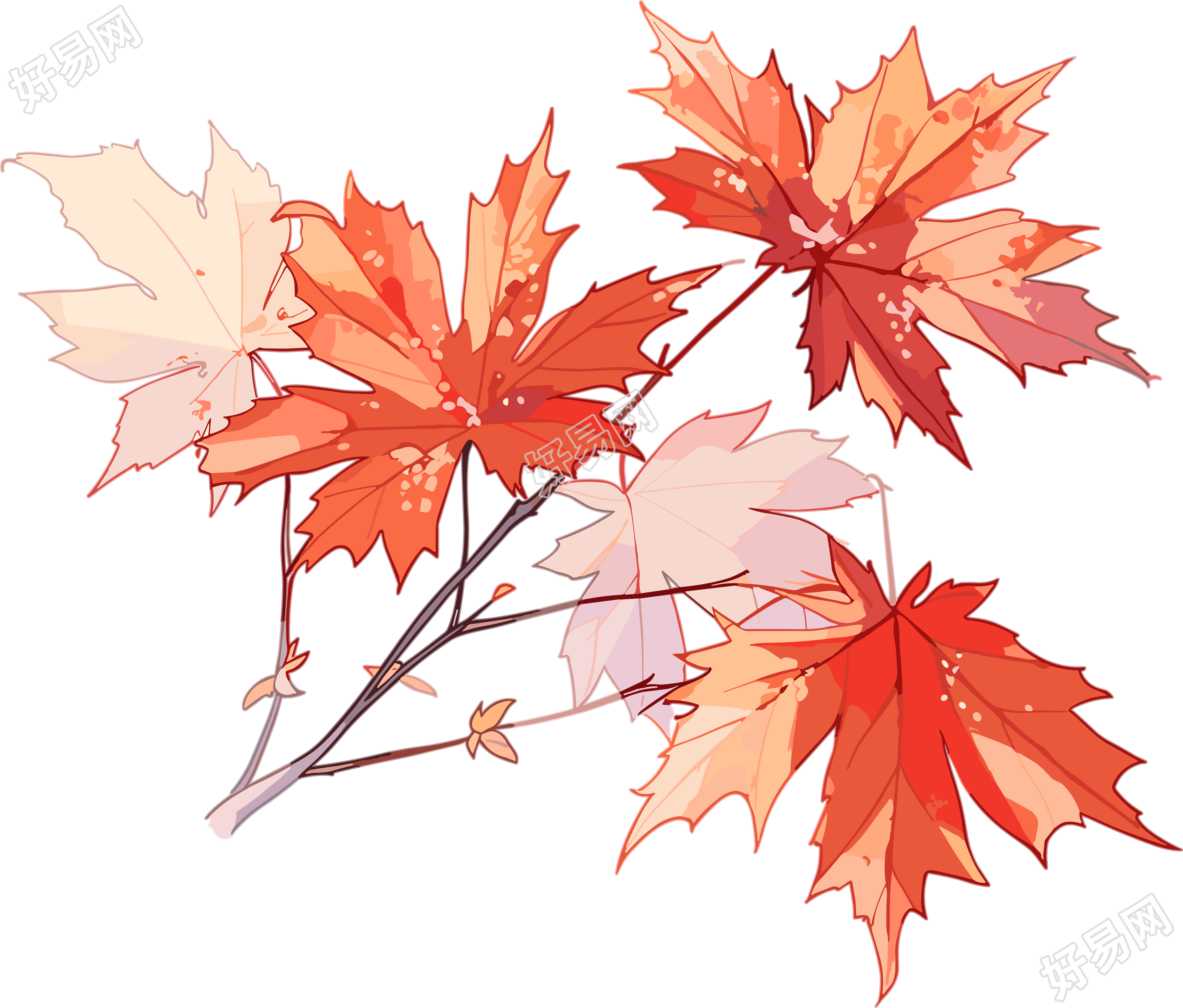 秋日枫叶简约插画